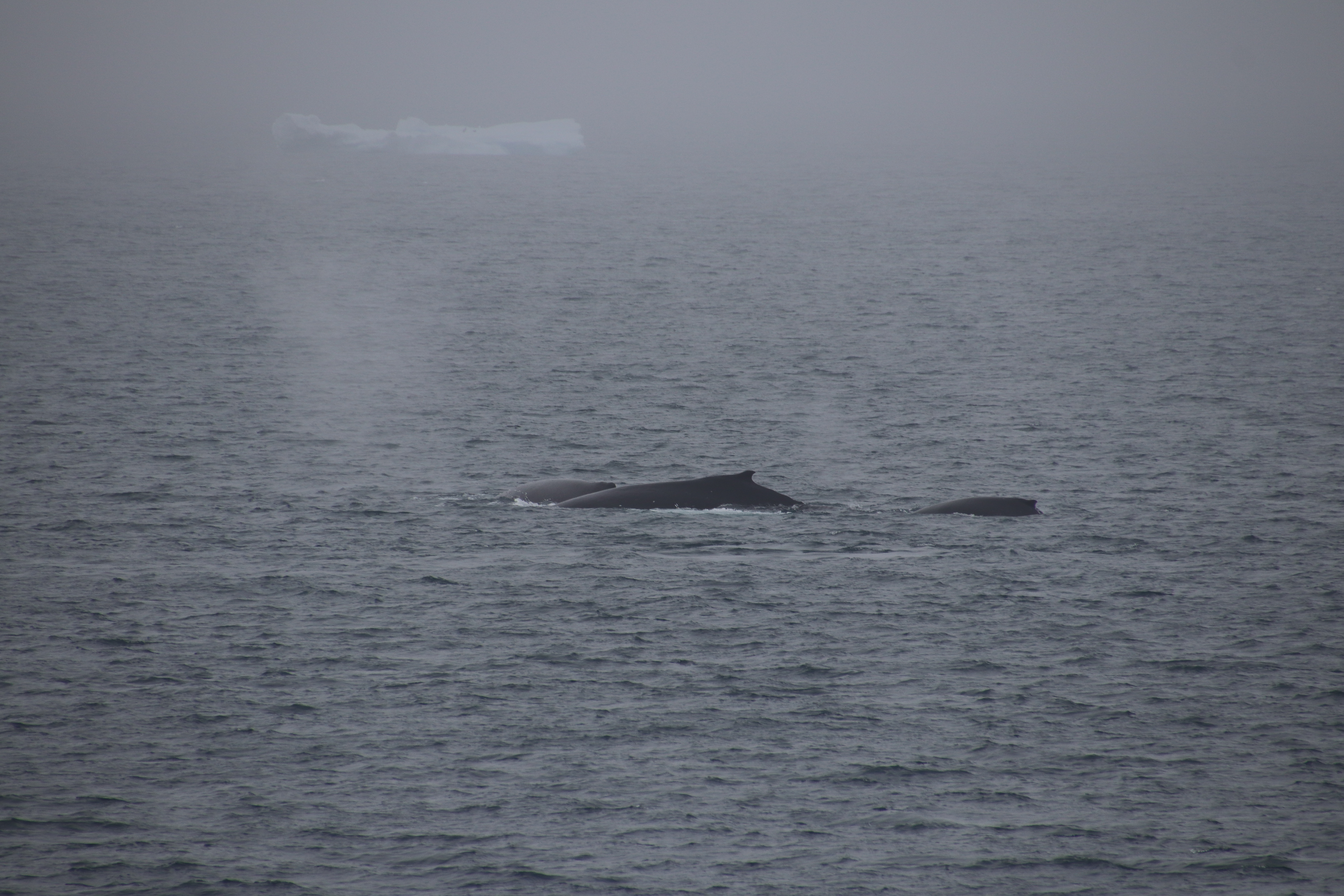 Humpback whale