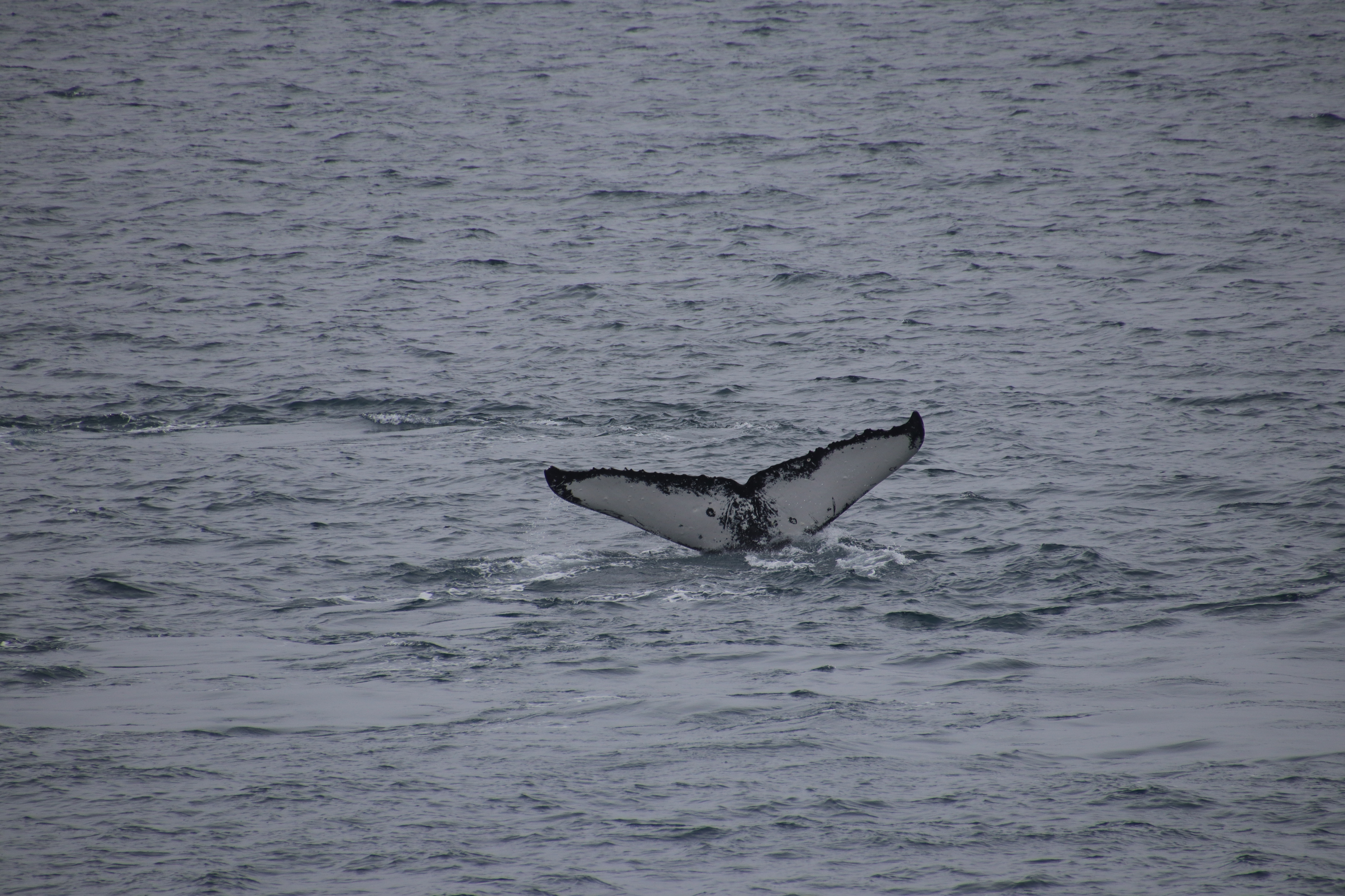 Humpback whale