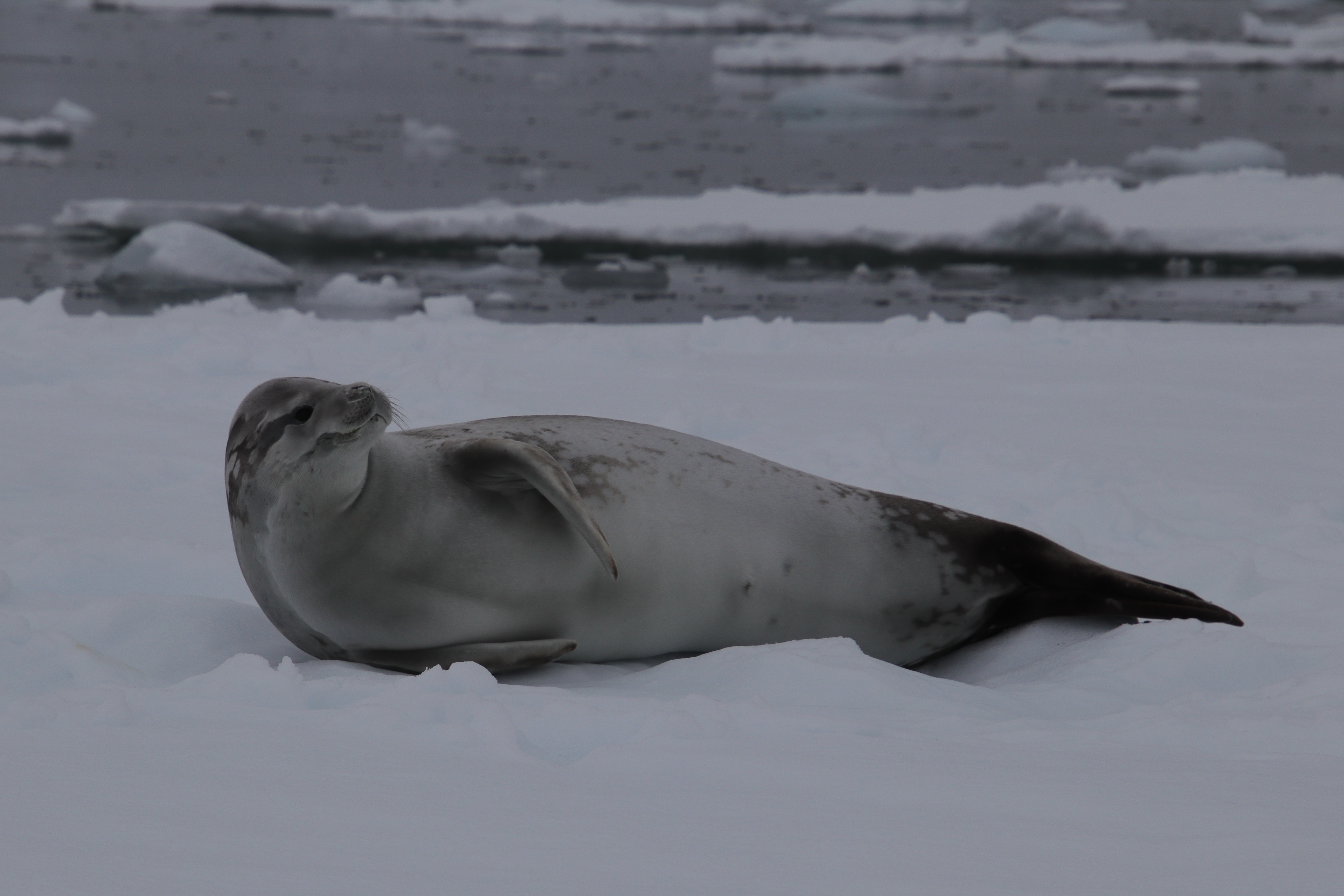 Weddell seal