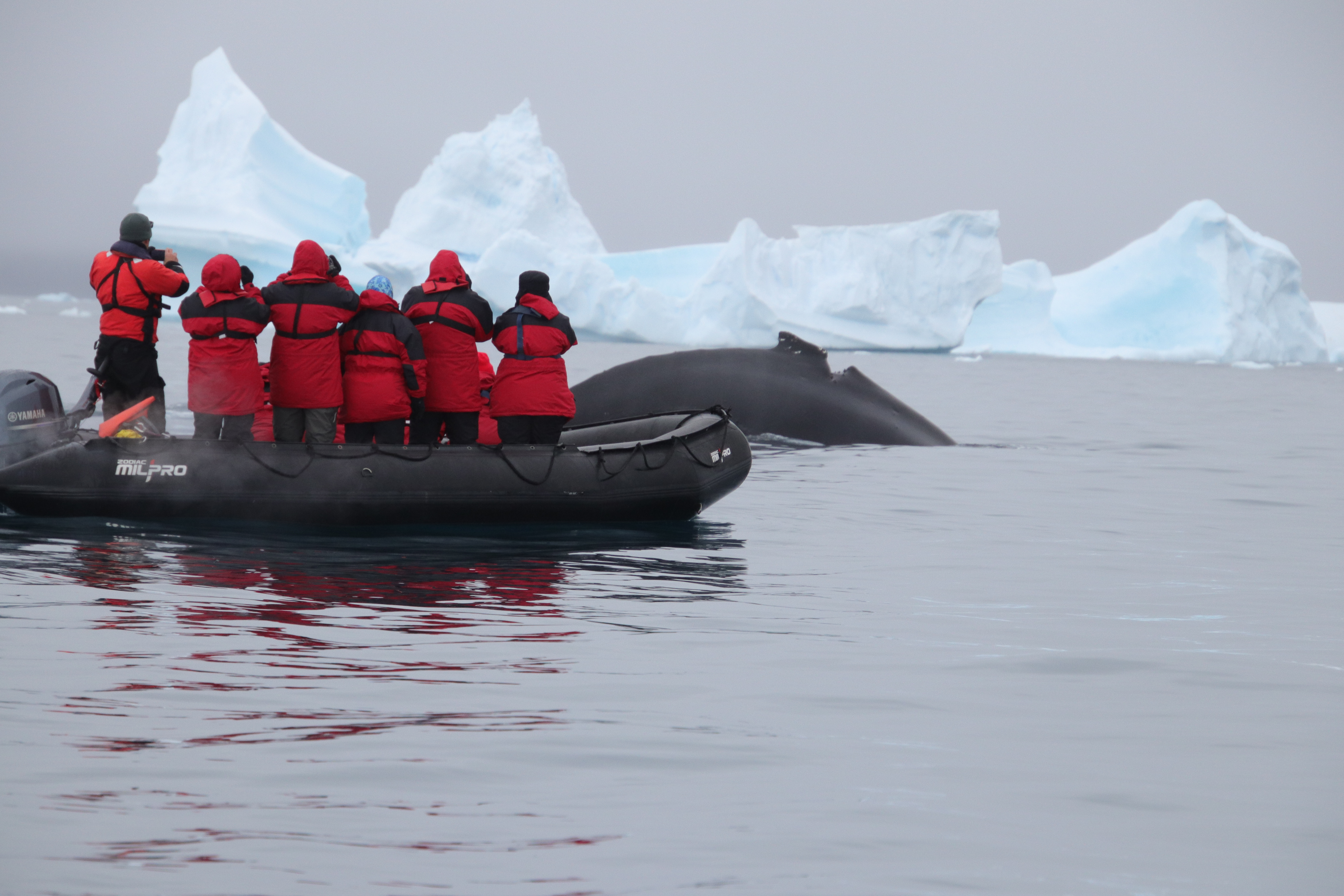 Humpback whale and zodiac