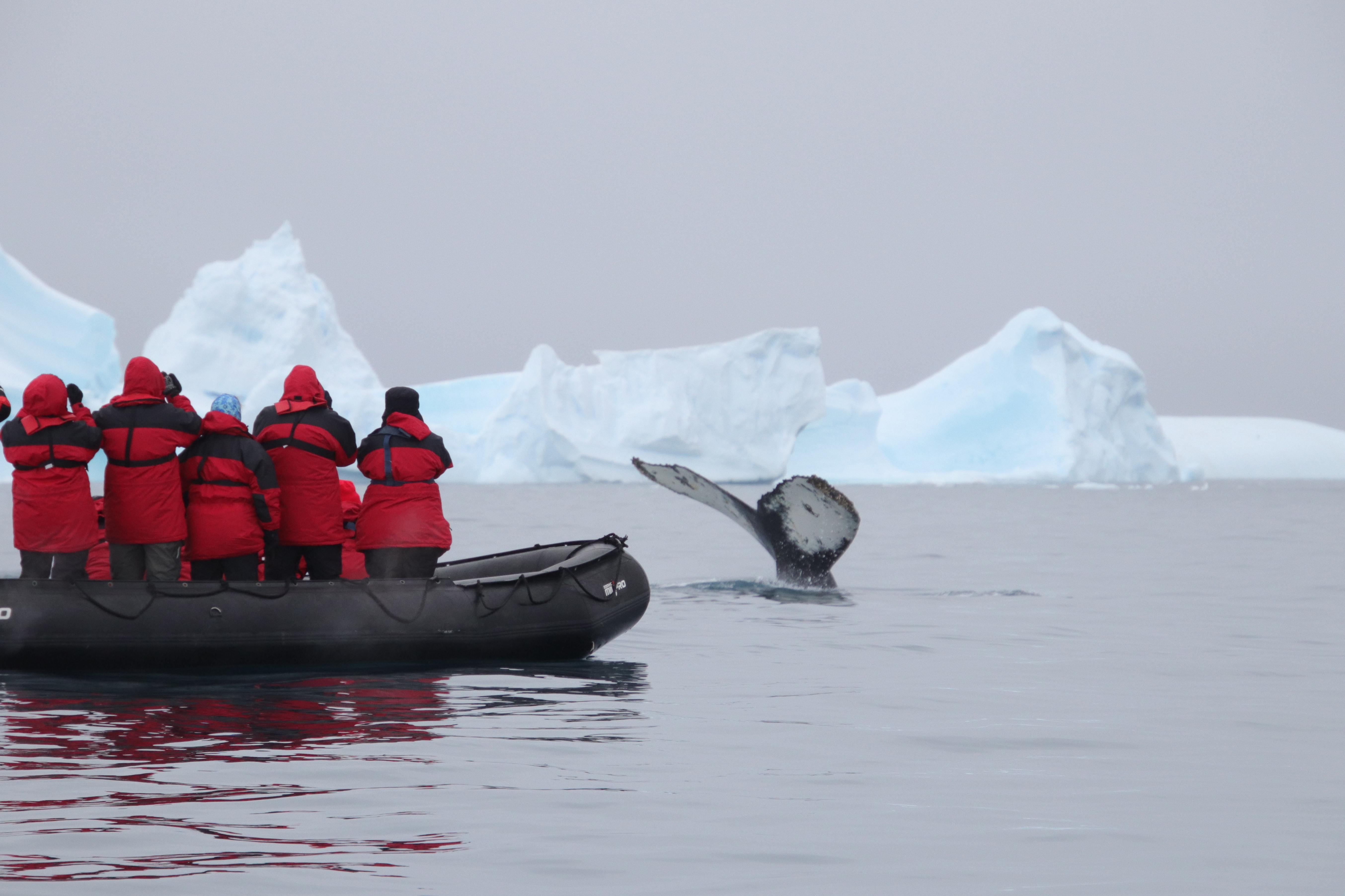 Humpback whale and zodiac