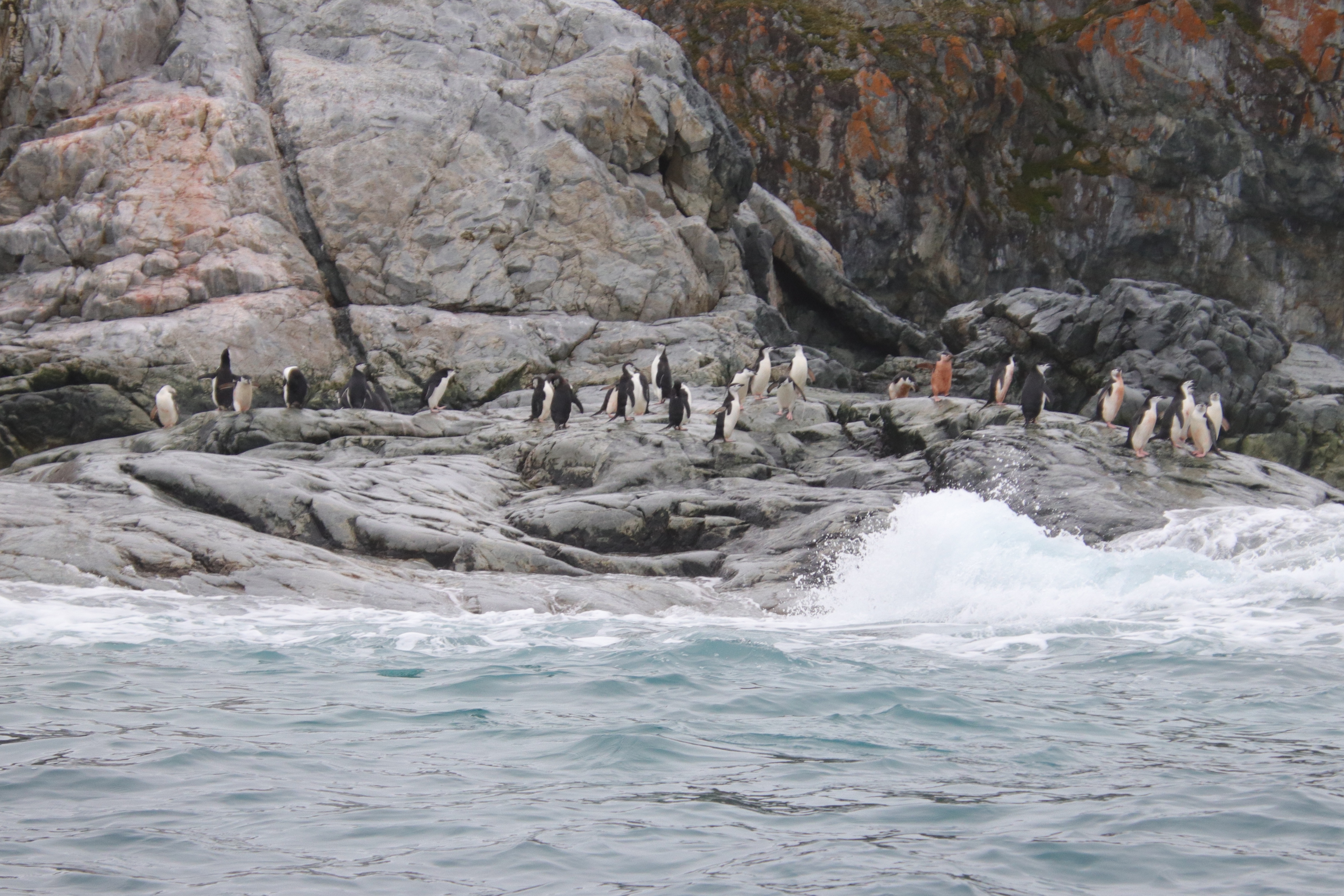 Chinstraps entering water