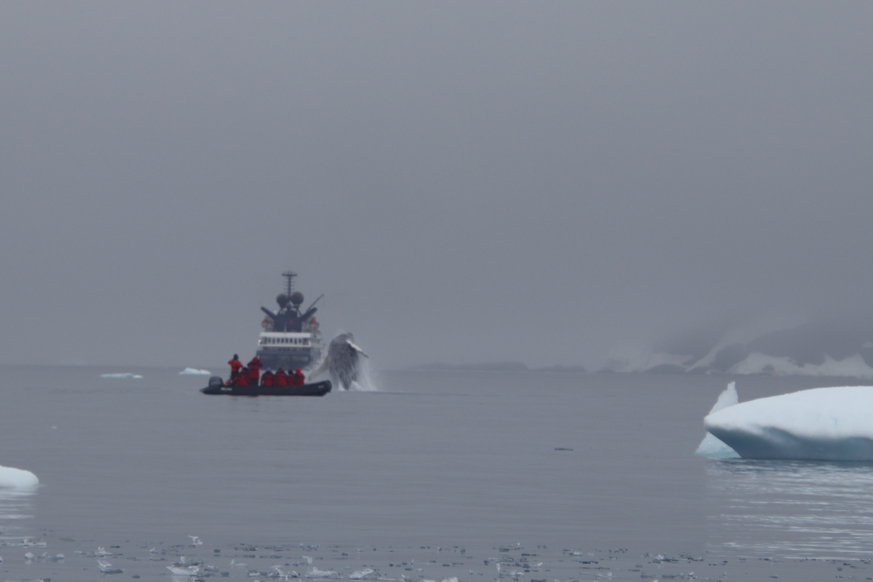 Humpback breaching