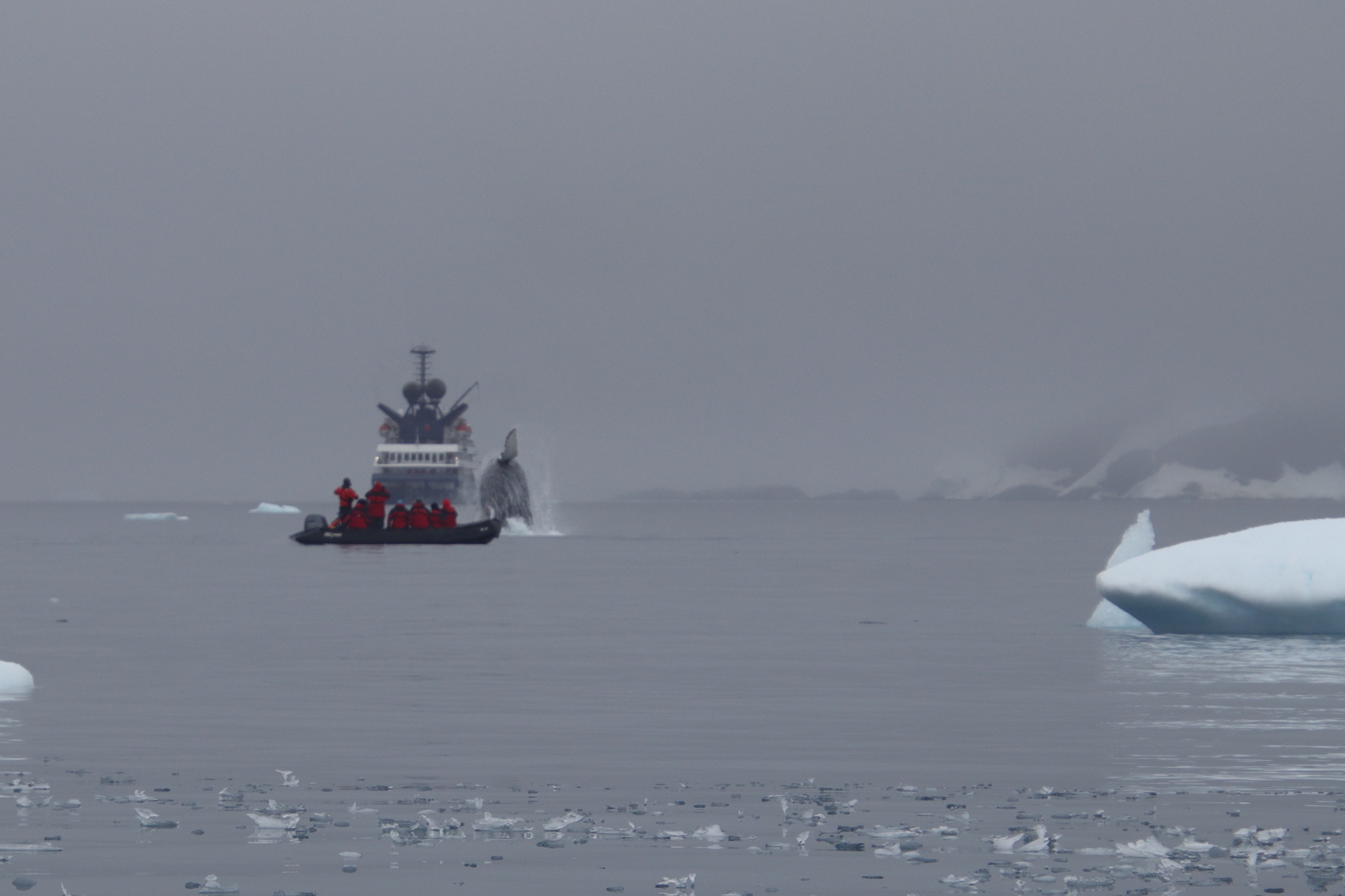 Humpback breaching