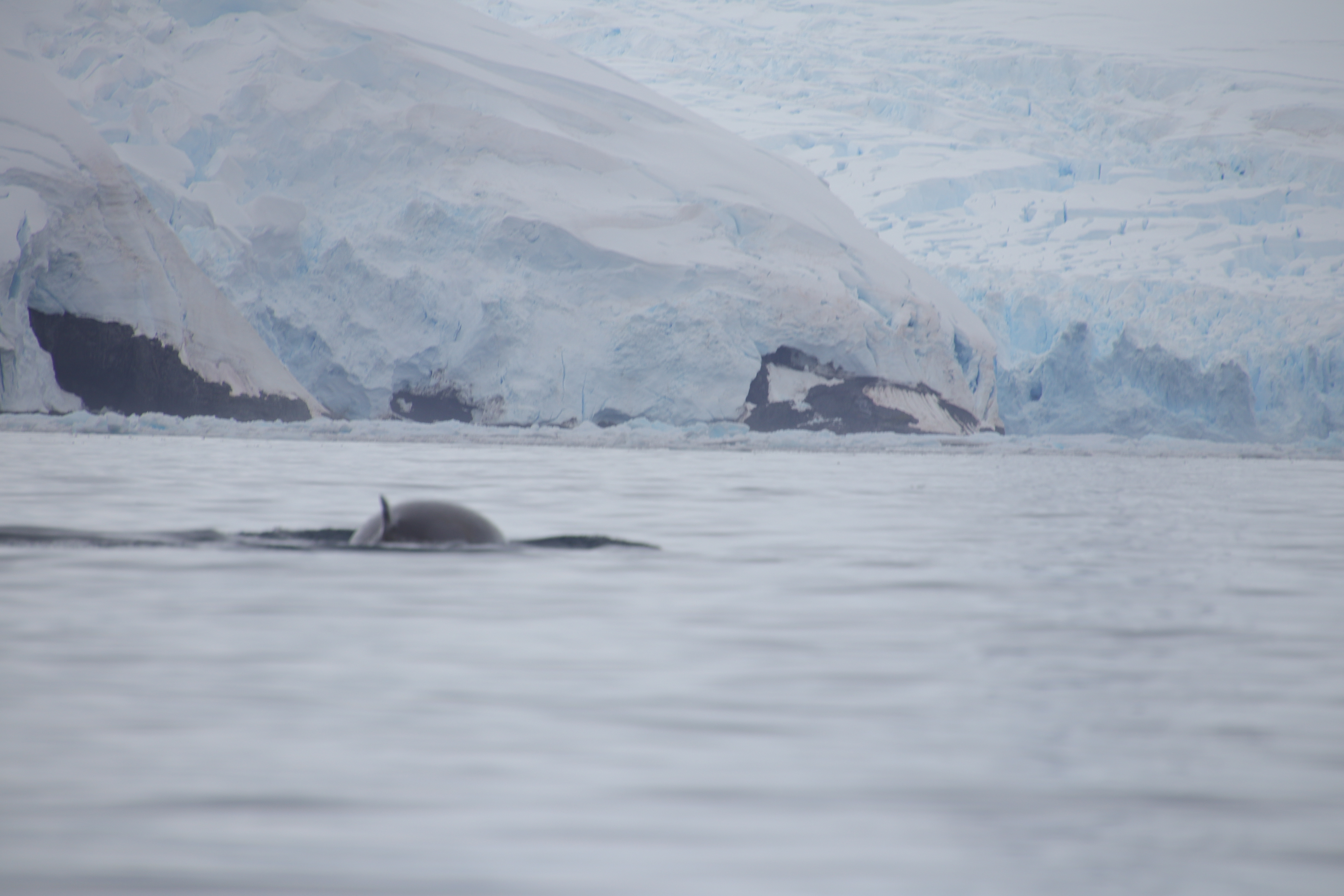 Minke whale