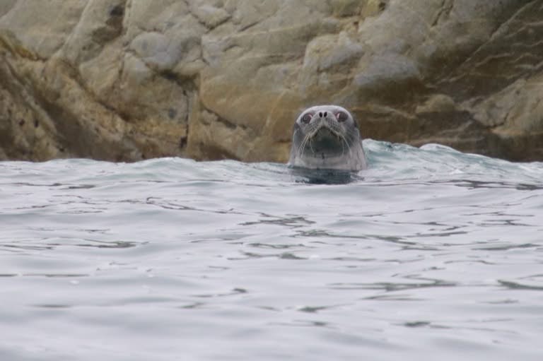 Weddell seal in water
