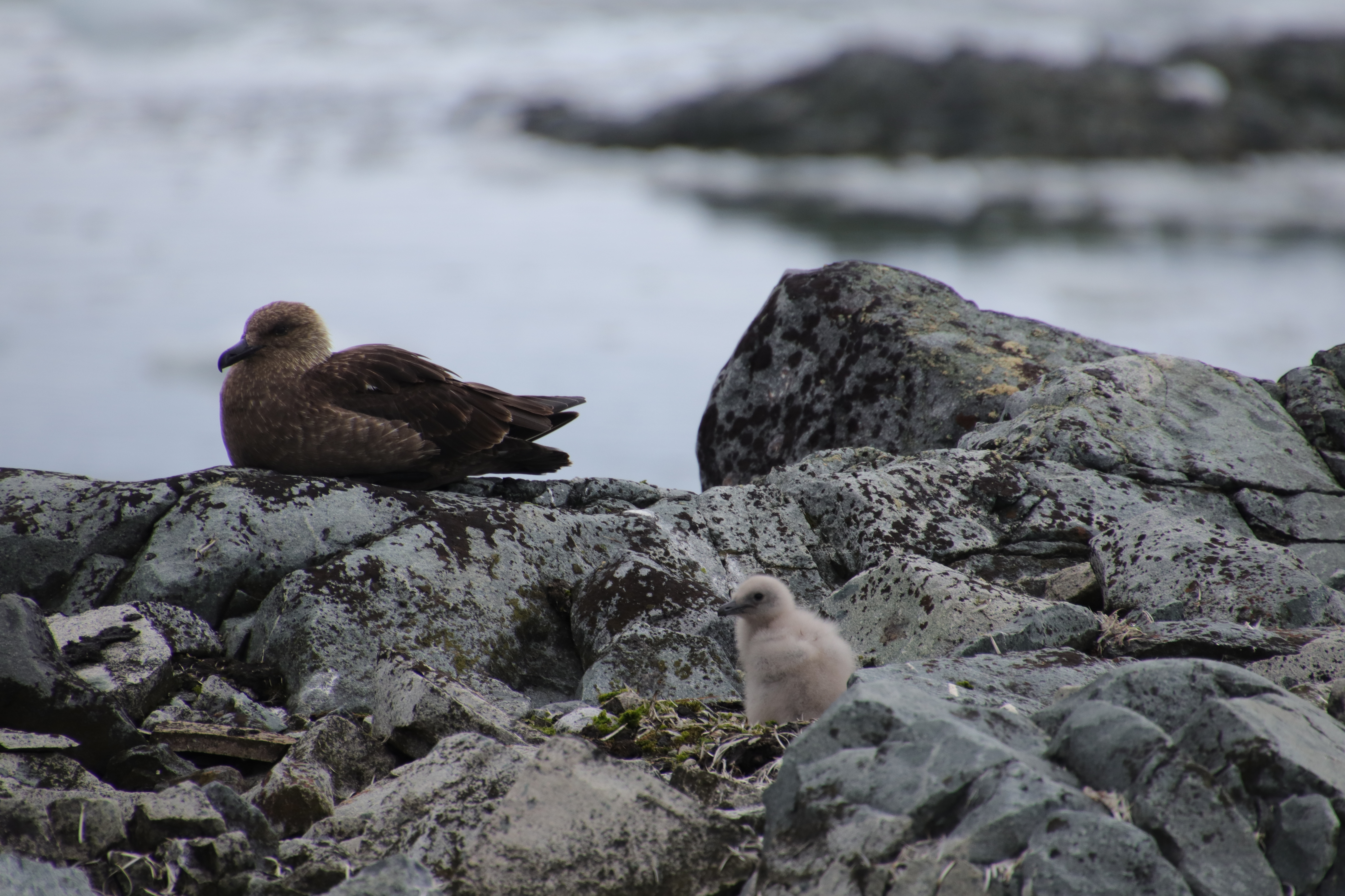 Skua with chick