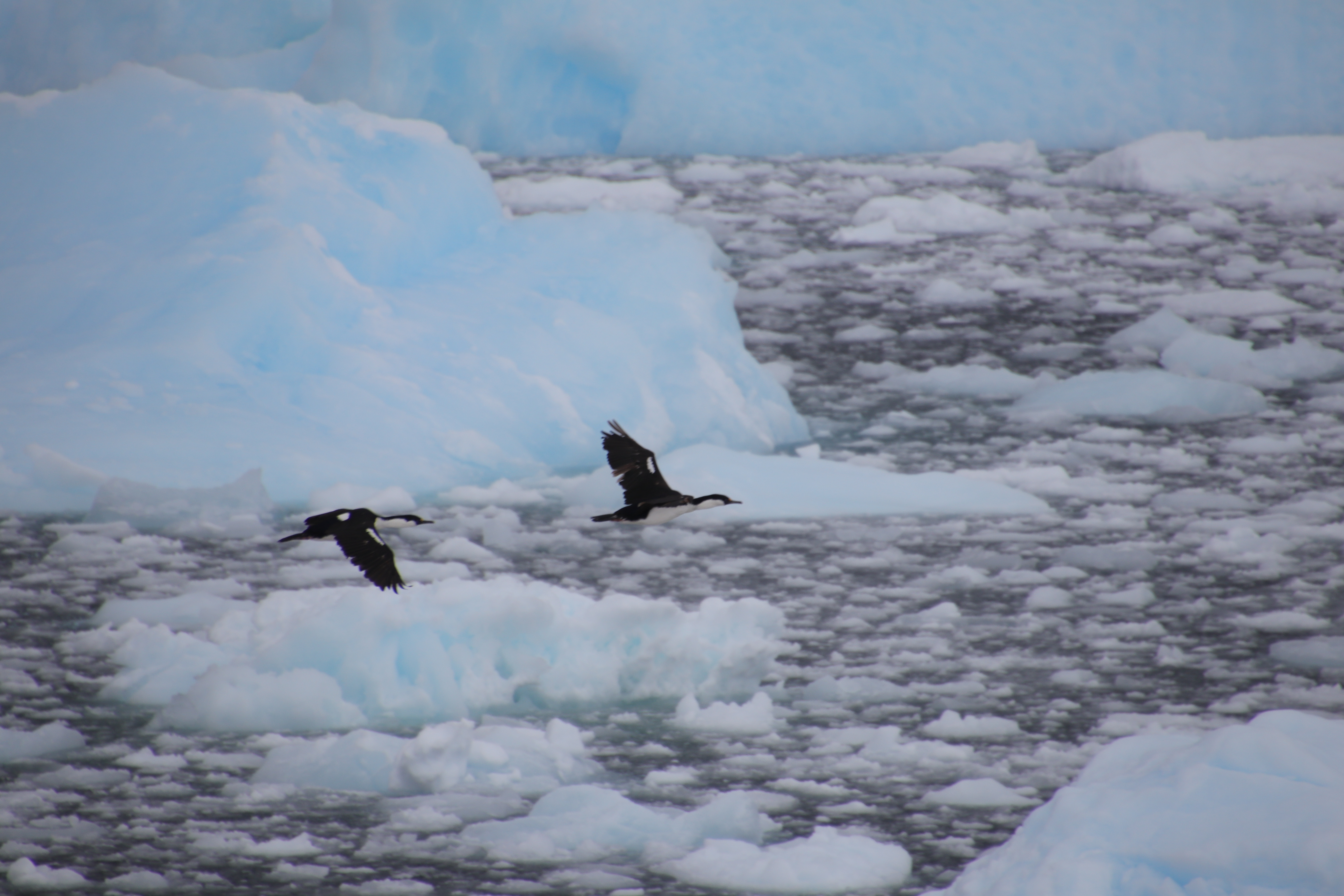 Blue-eyed Shag pair