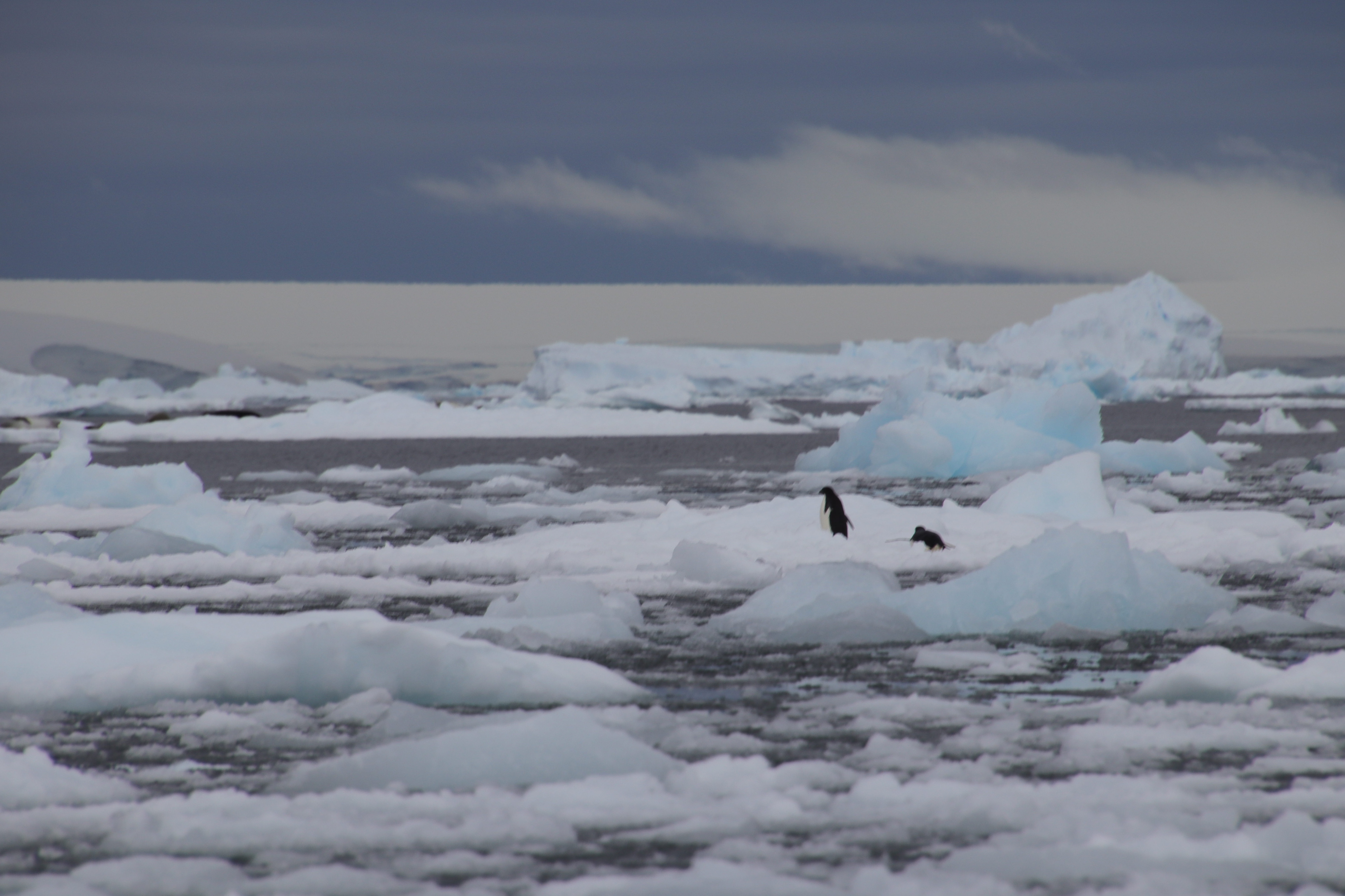 Adelie penguins