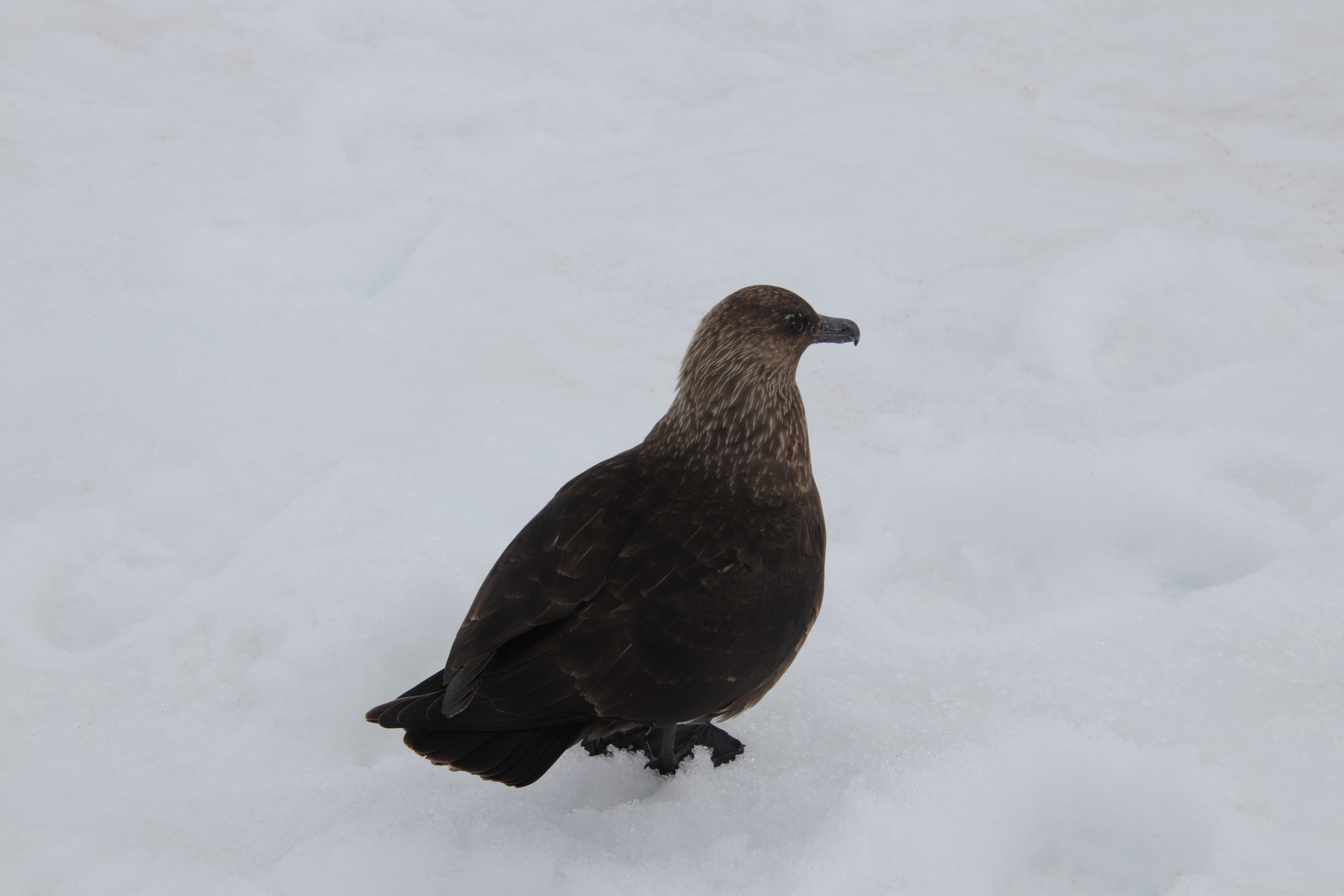 Skua