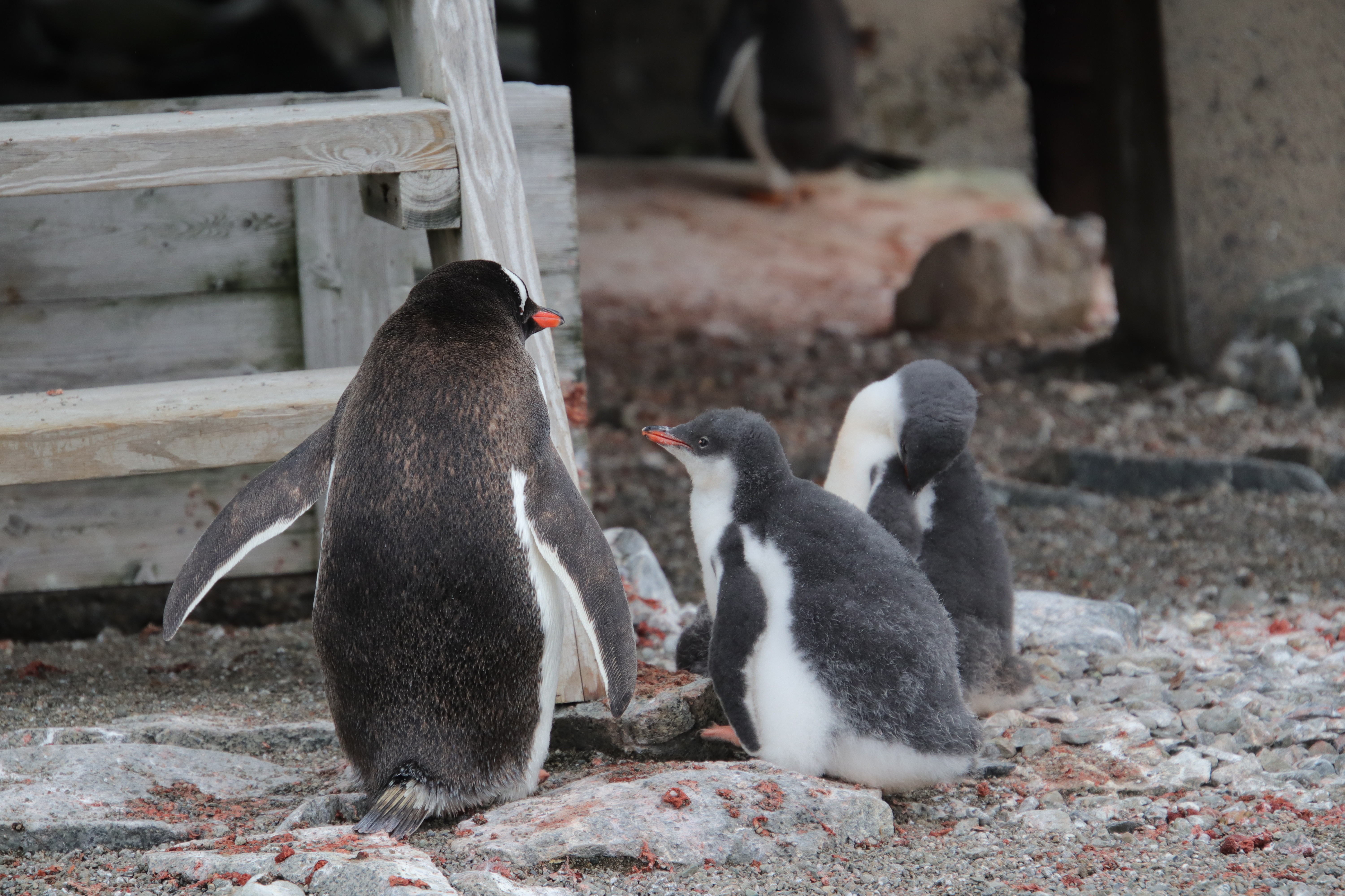 Gentoo chicks