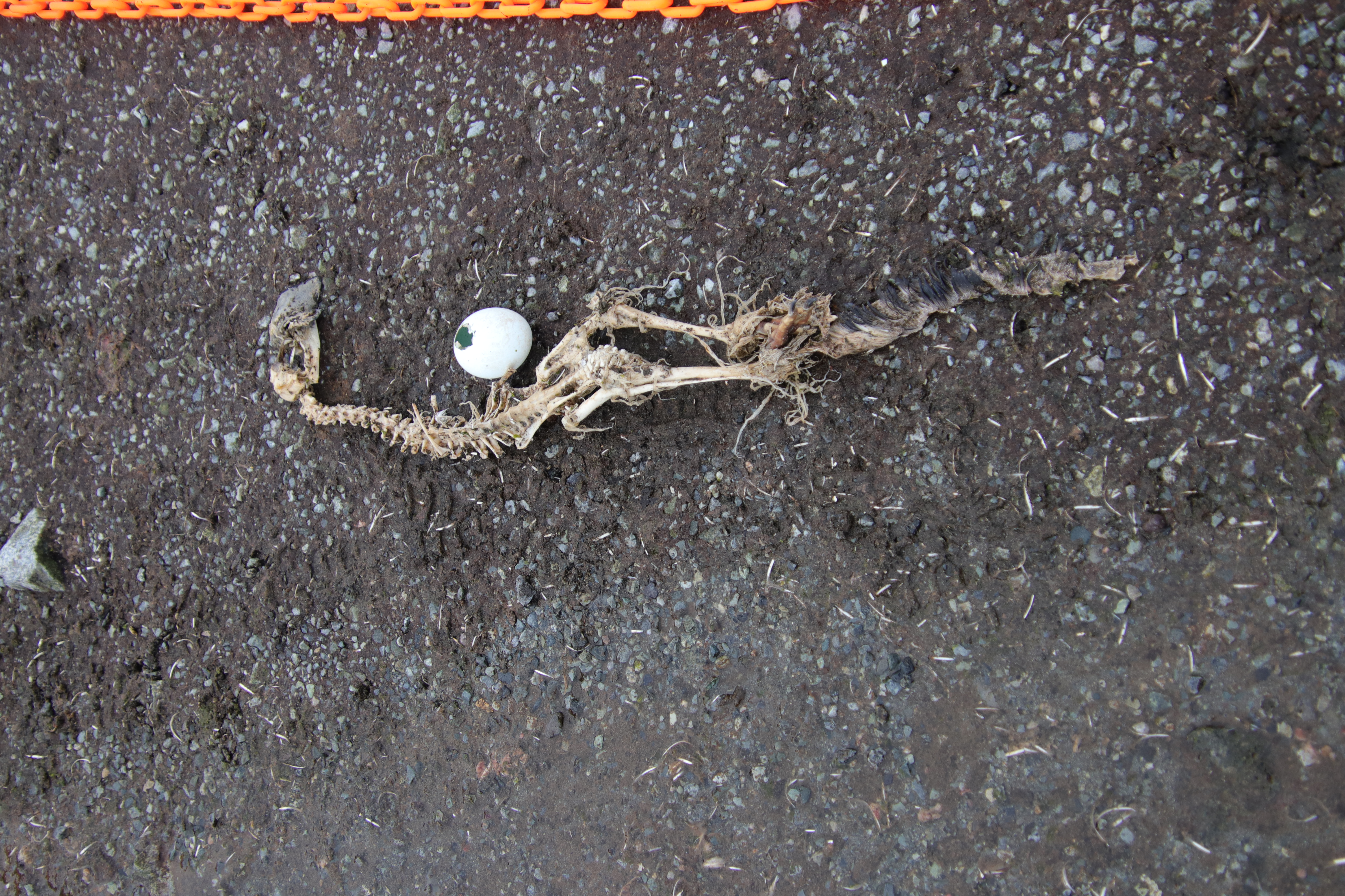 penguin skeleton and egg