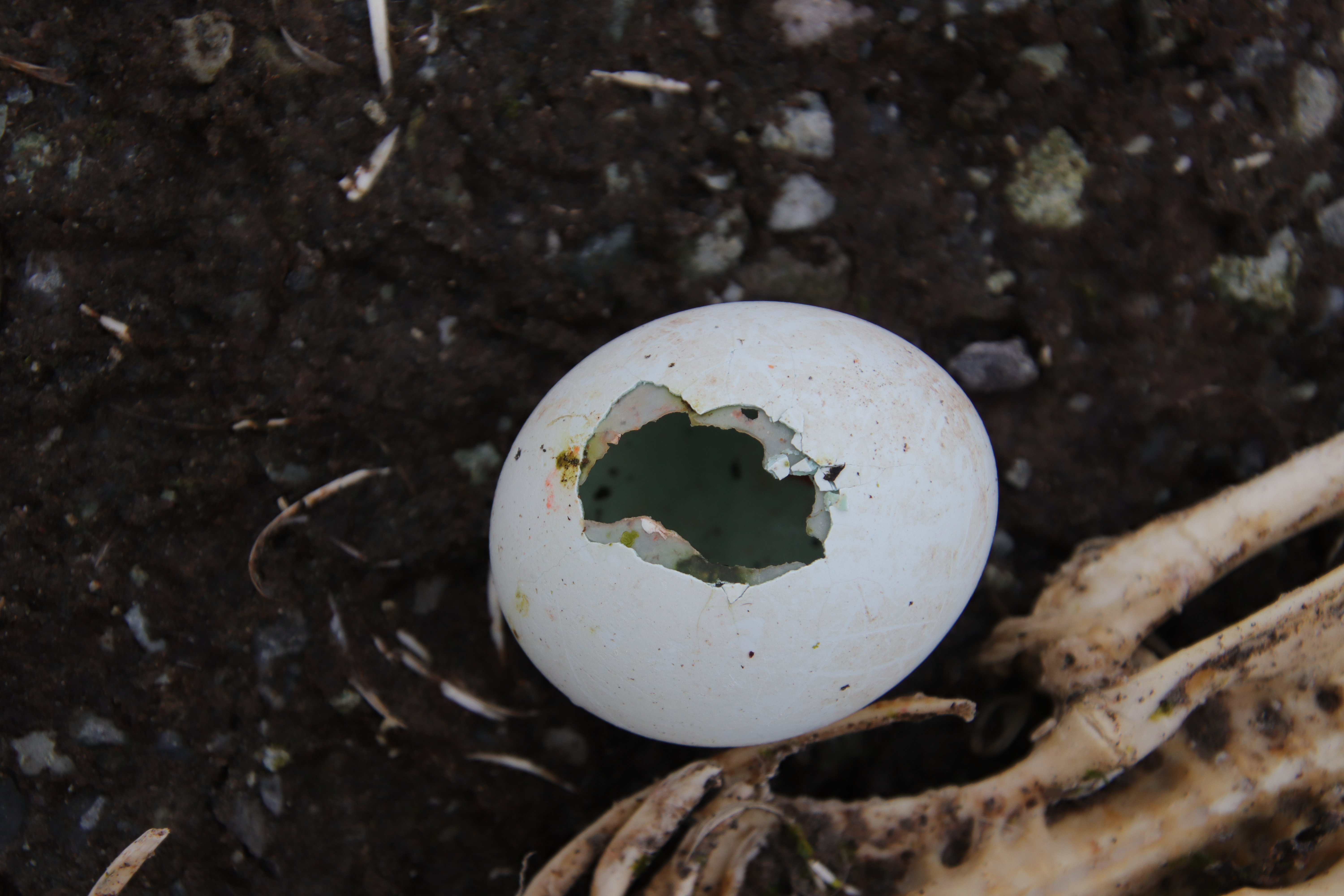 penguin egg