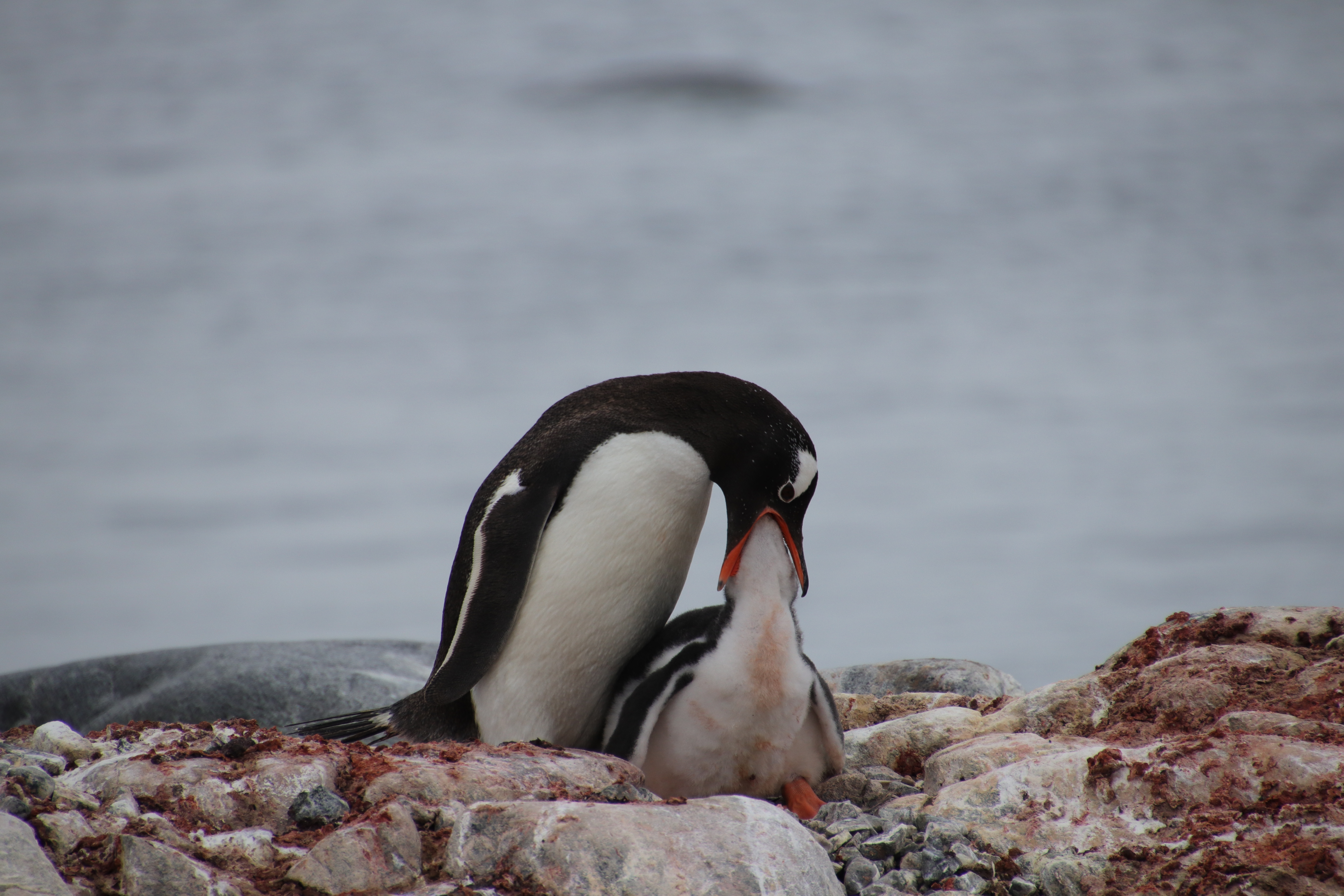 Gentoo feeding chick