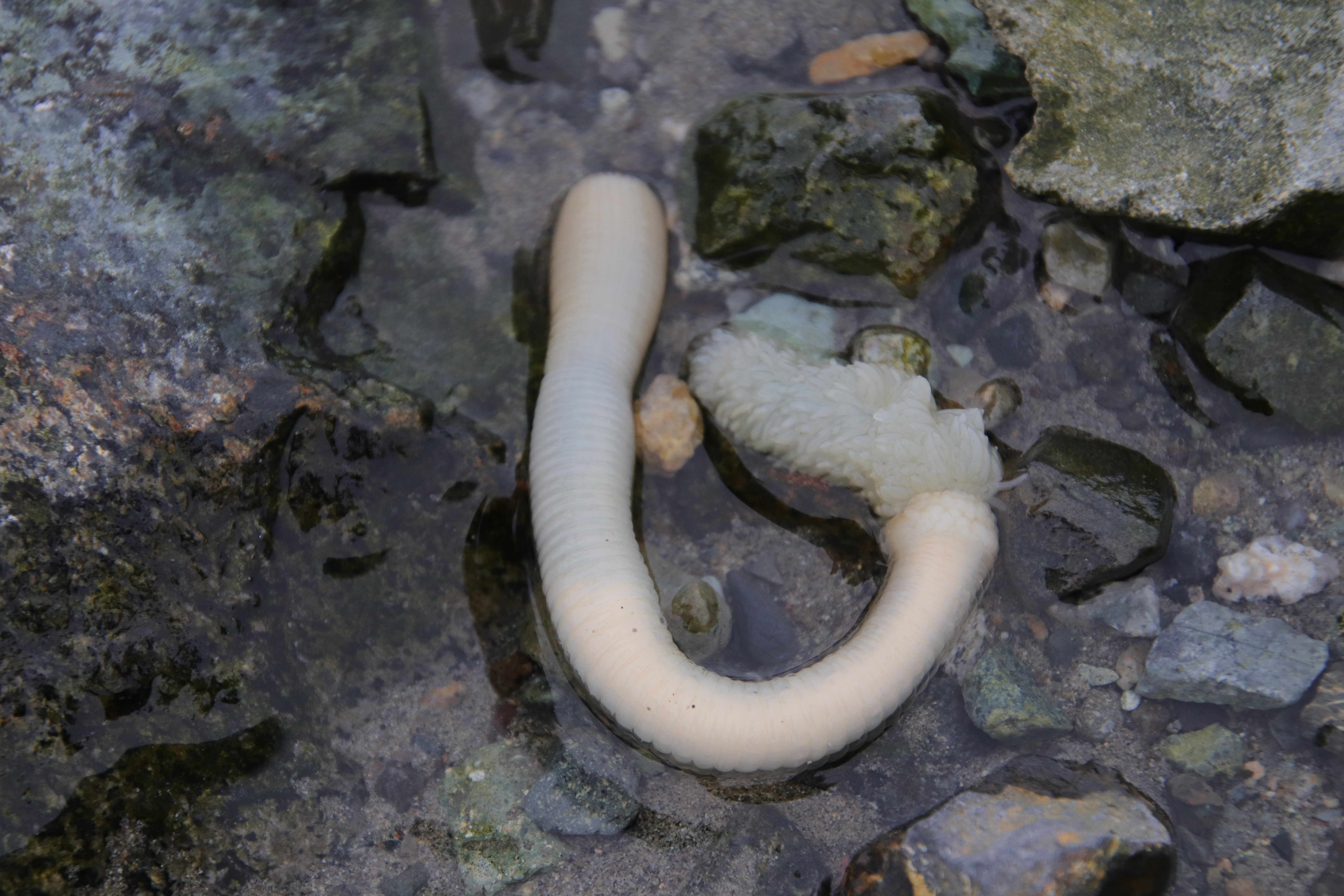 possible tunicate