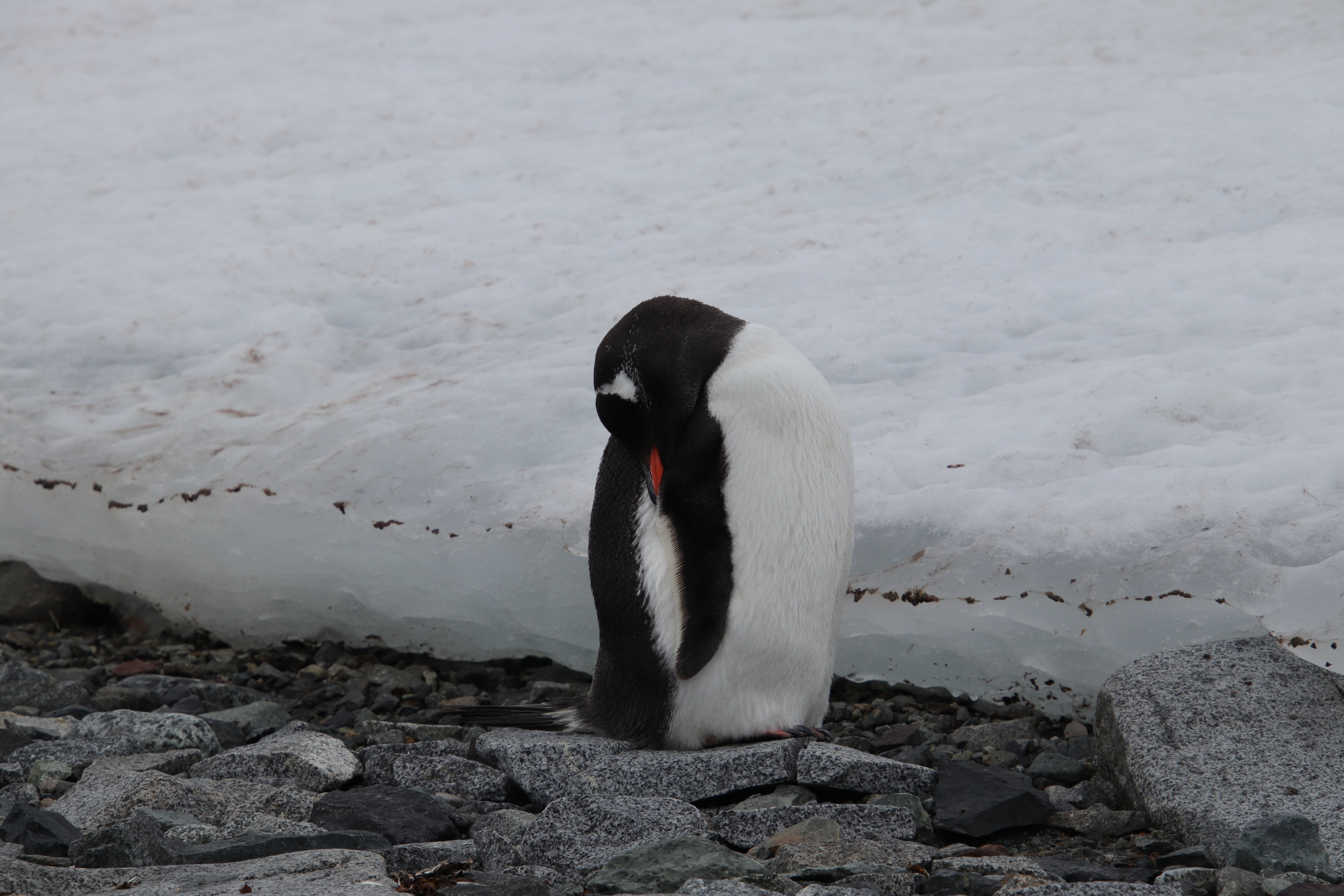 Sleeping Gentoo