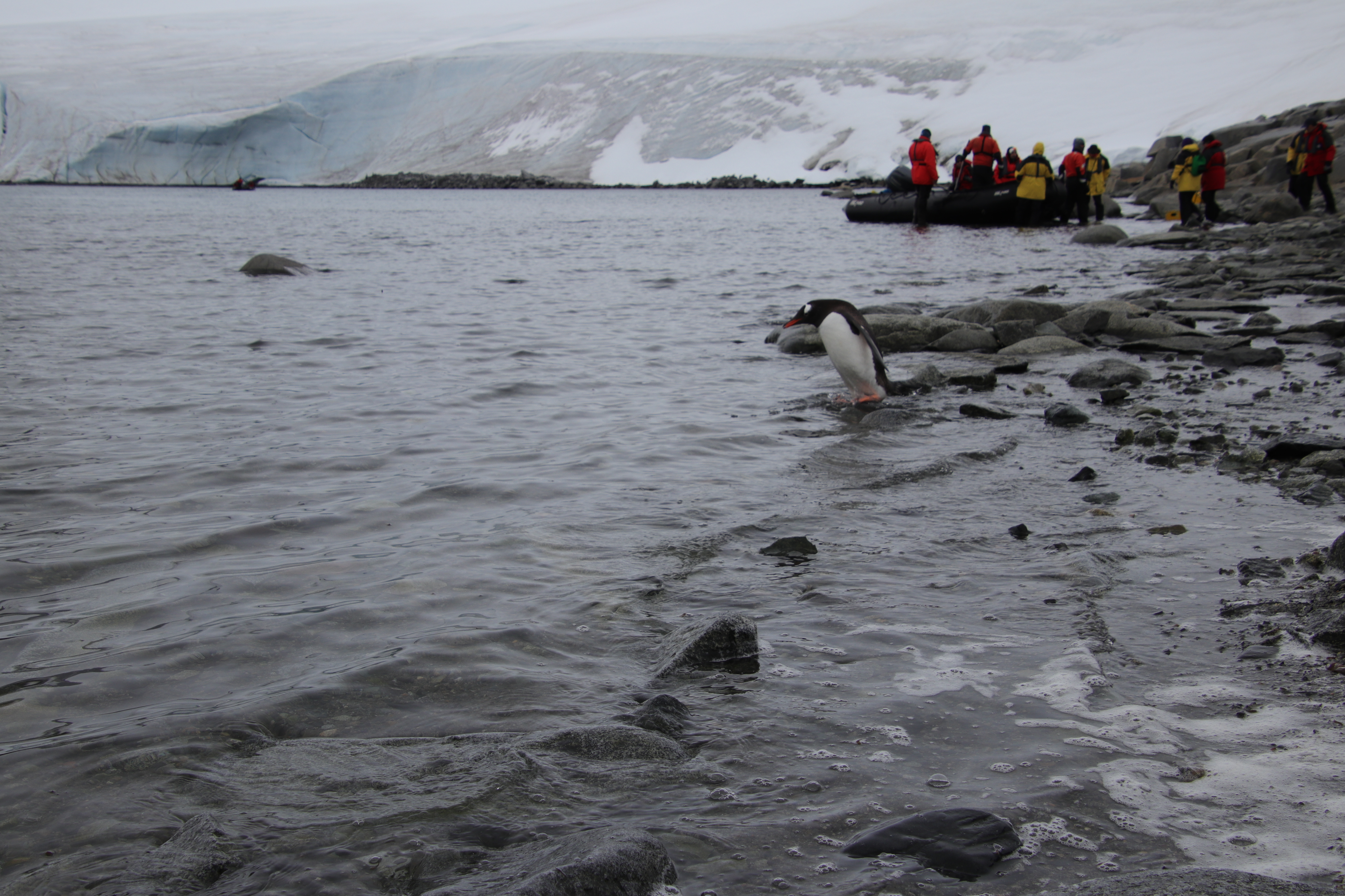 Gentoo headed out to look for food