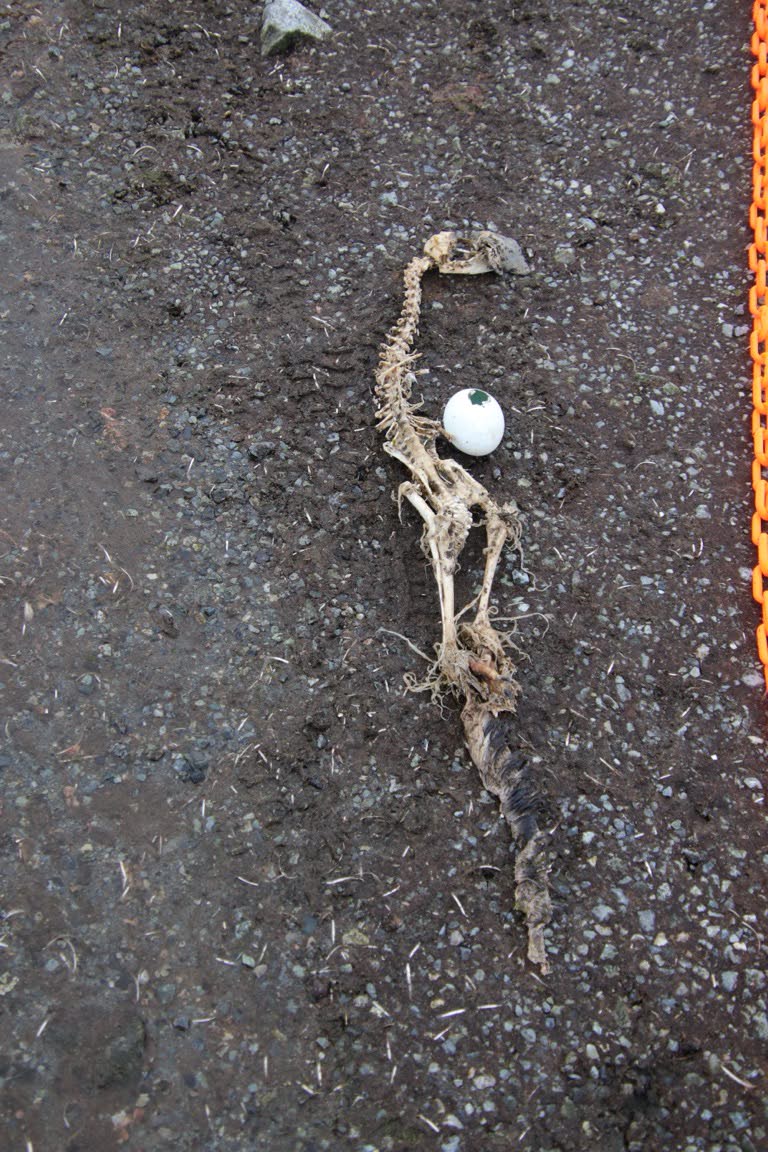 penguin skeleton and egg