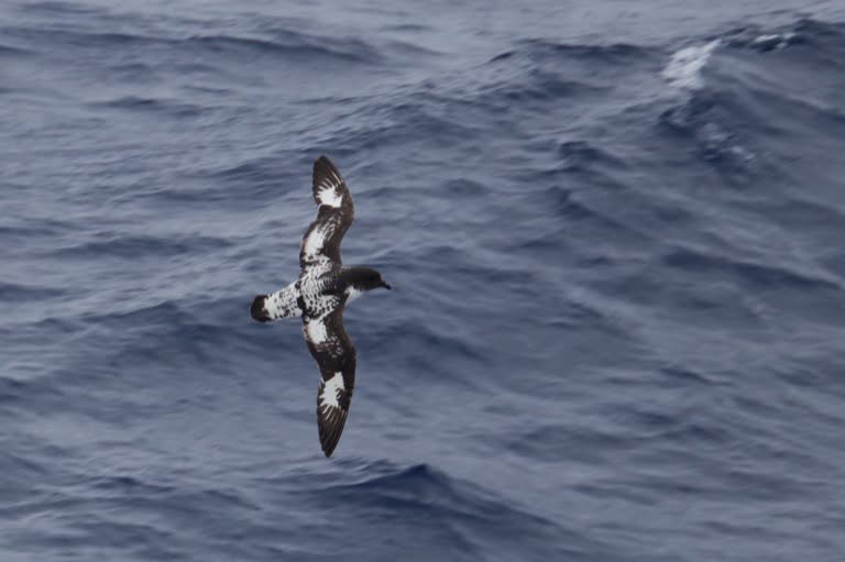 Cape petrel