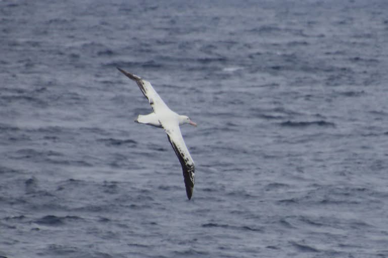 Wandering albatross