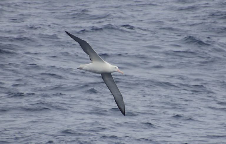 Wandering albatross