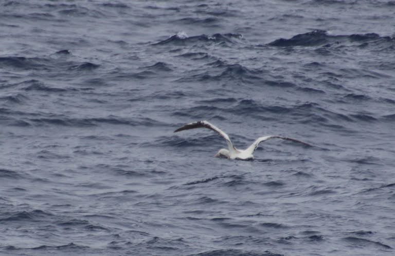 Wandering albatross feeding