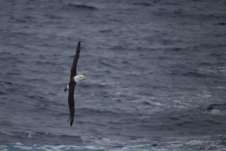 Black-browed albatross