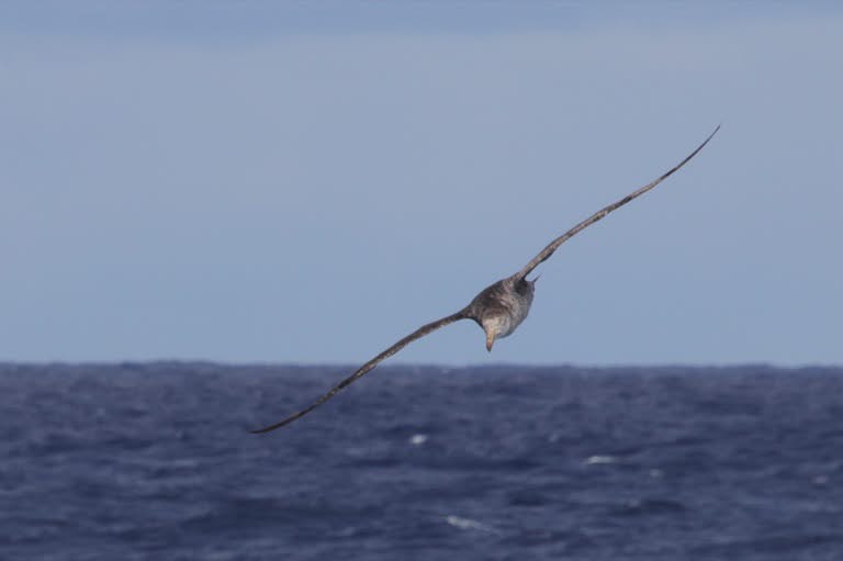 Northern giant petrel