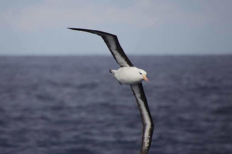 Black-browed albatross