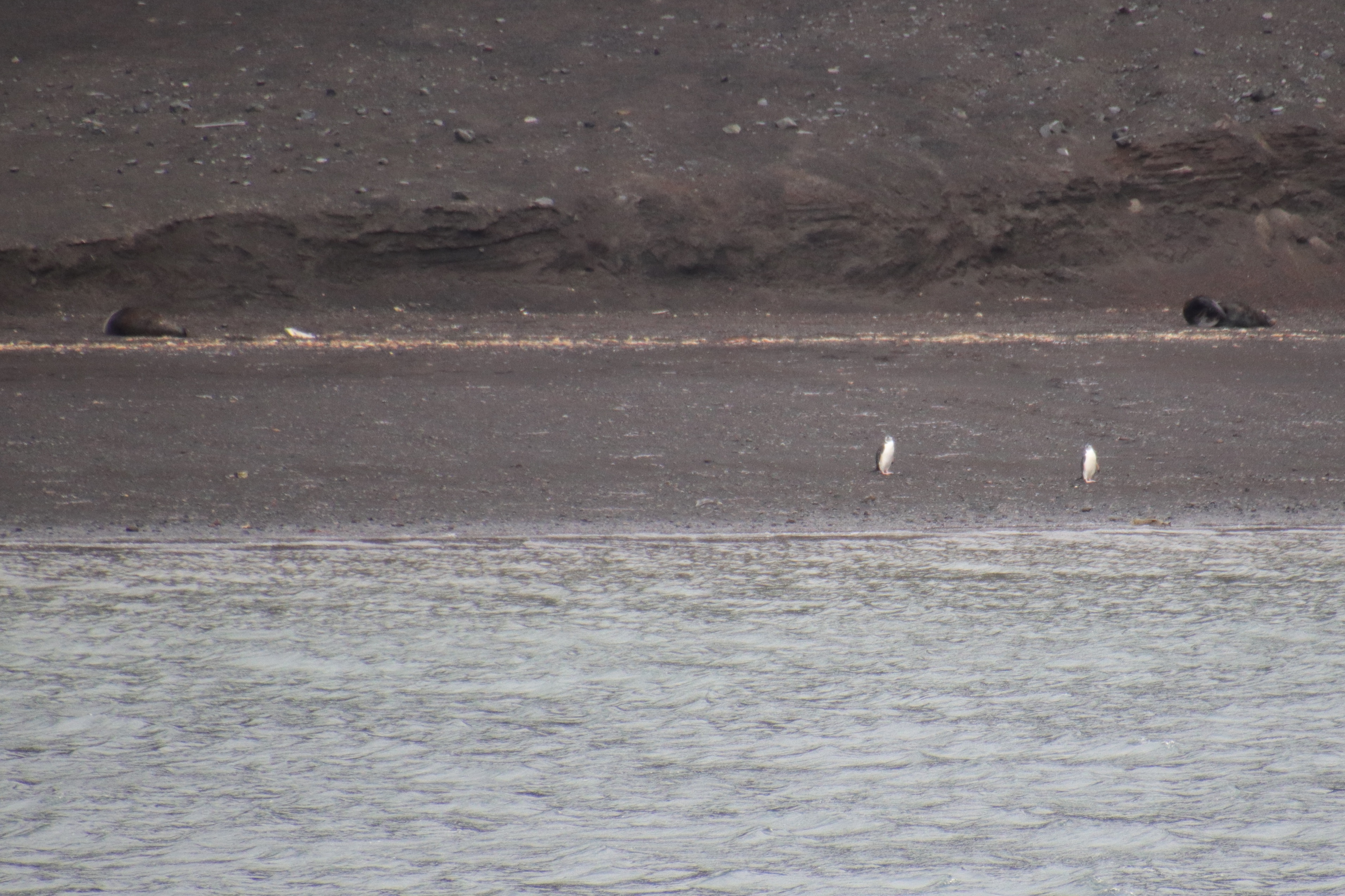 Chinstrap Penguins with Fur seals in background