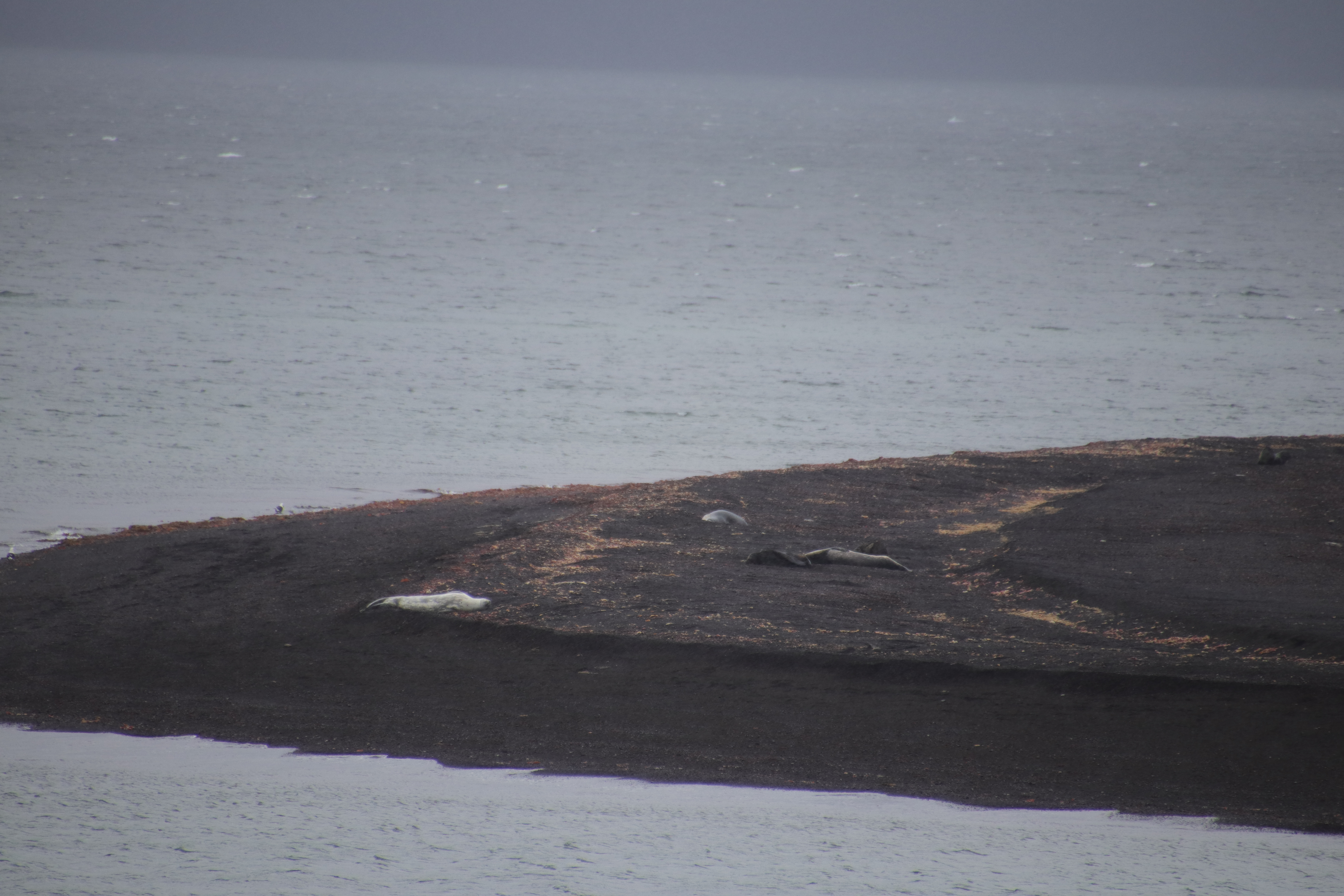 Weddell and Fur seals