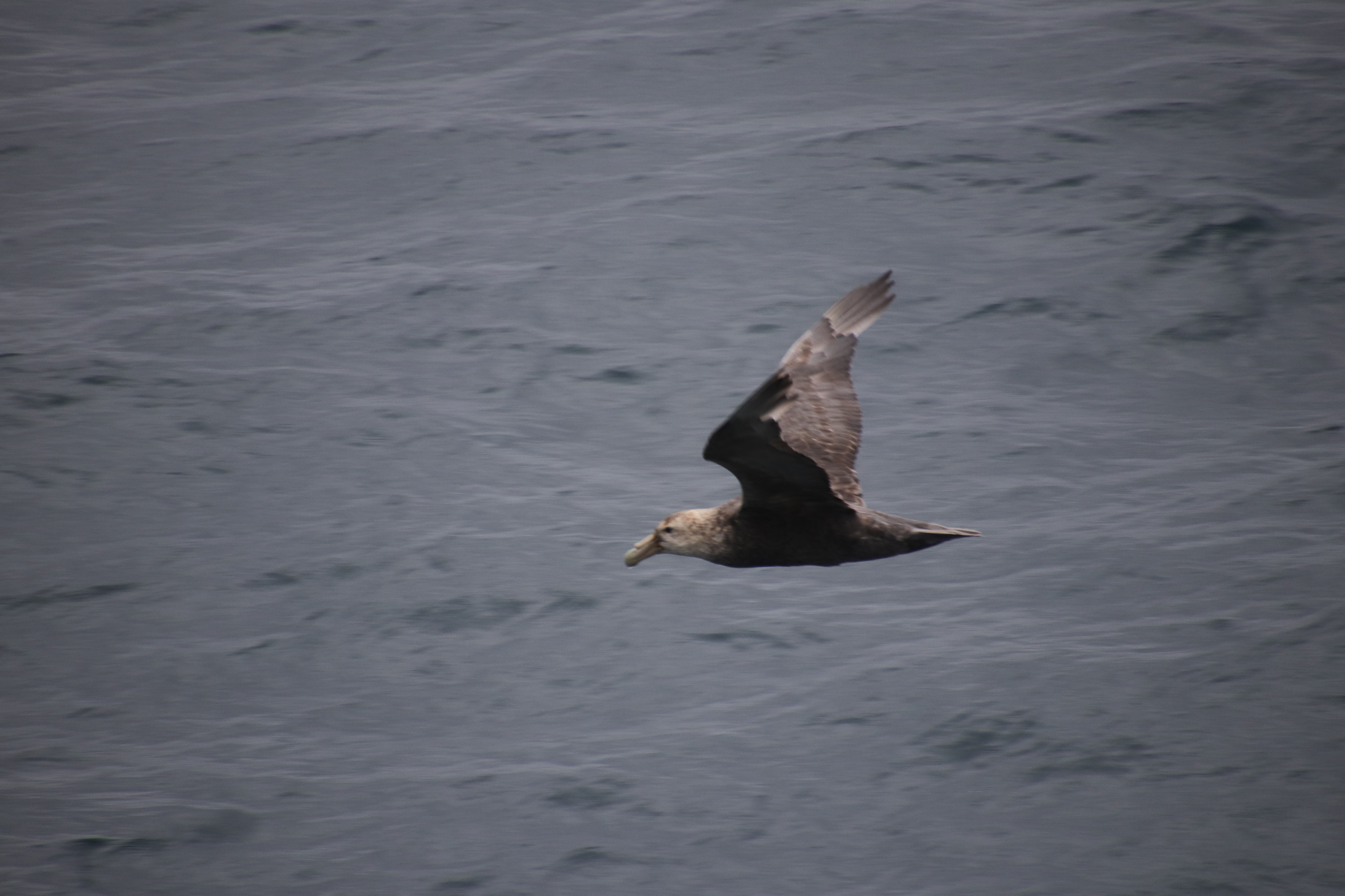 Southern Giant Petrel