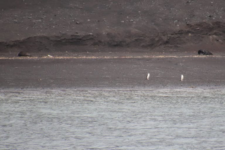Chinstrap Penguins with Fur seals in background