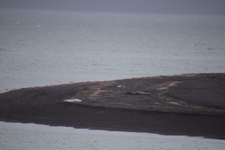 Weddell and Fur seals