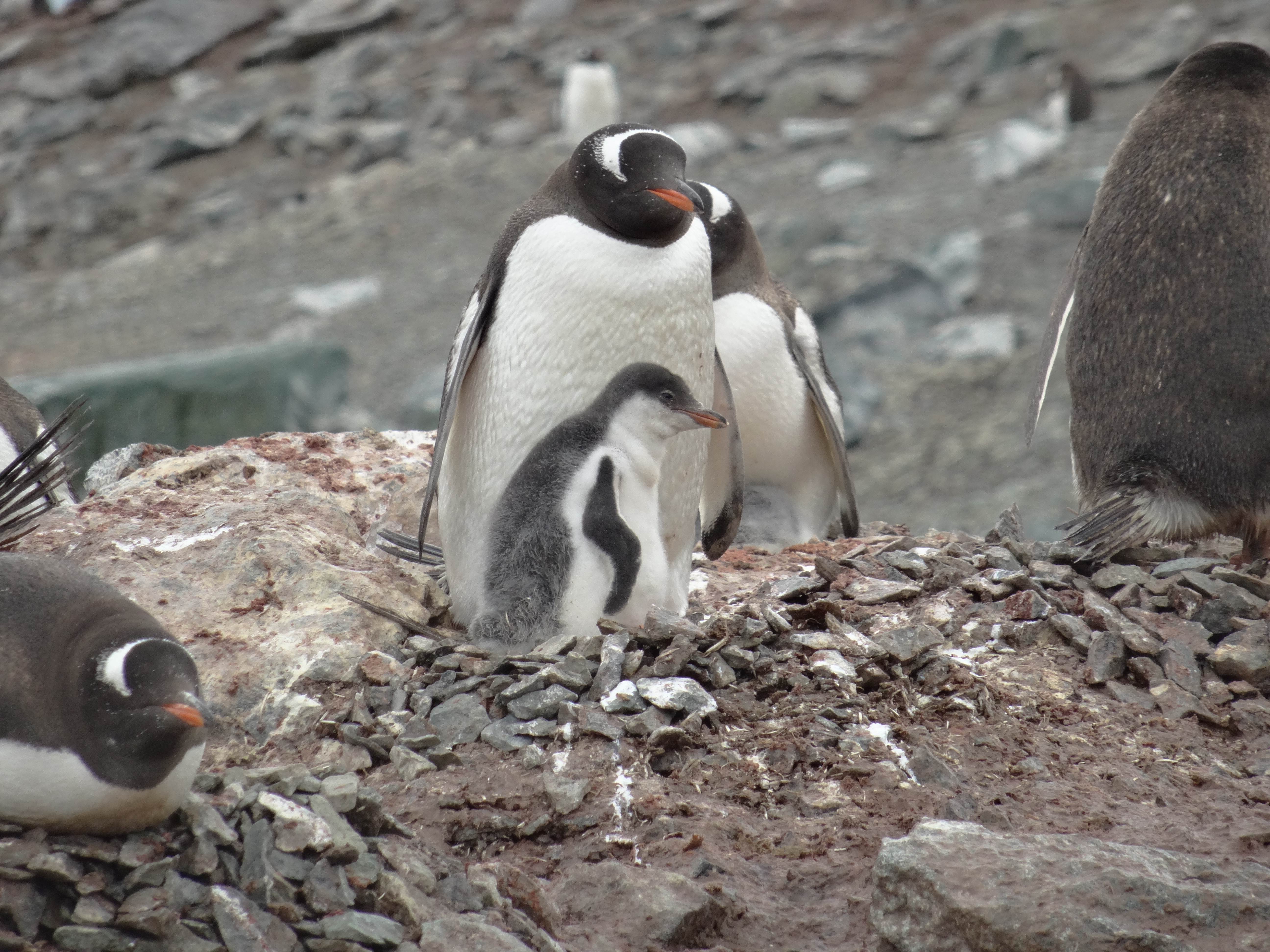 Gentoo penguin with chick