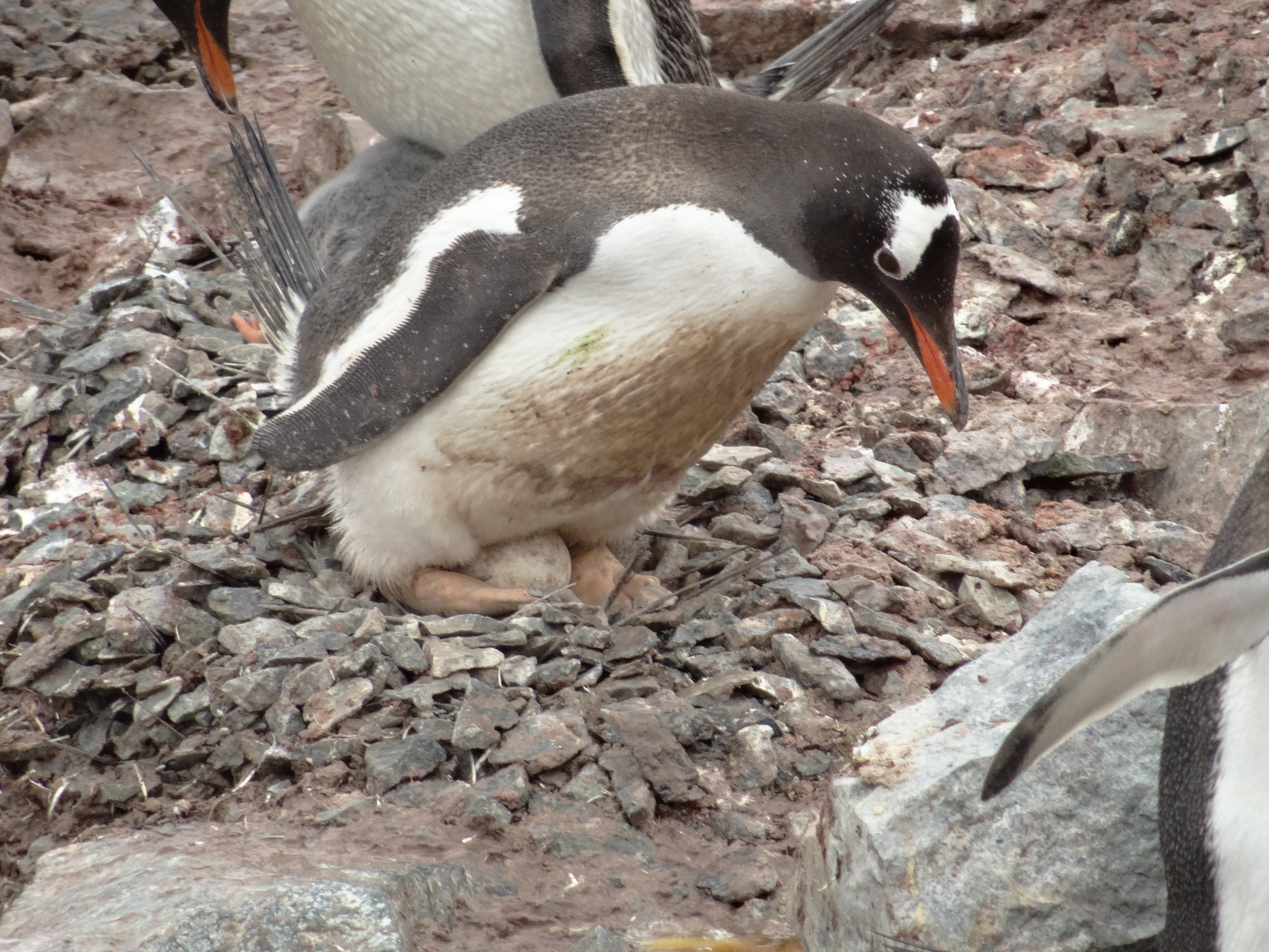 Gentoo penguin with egg