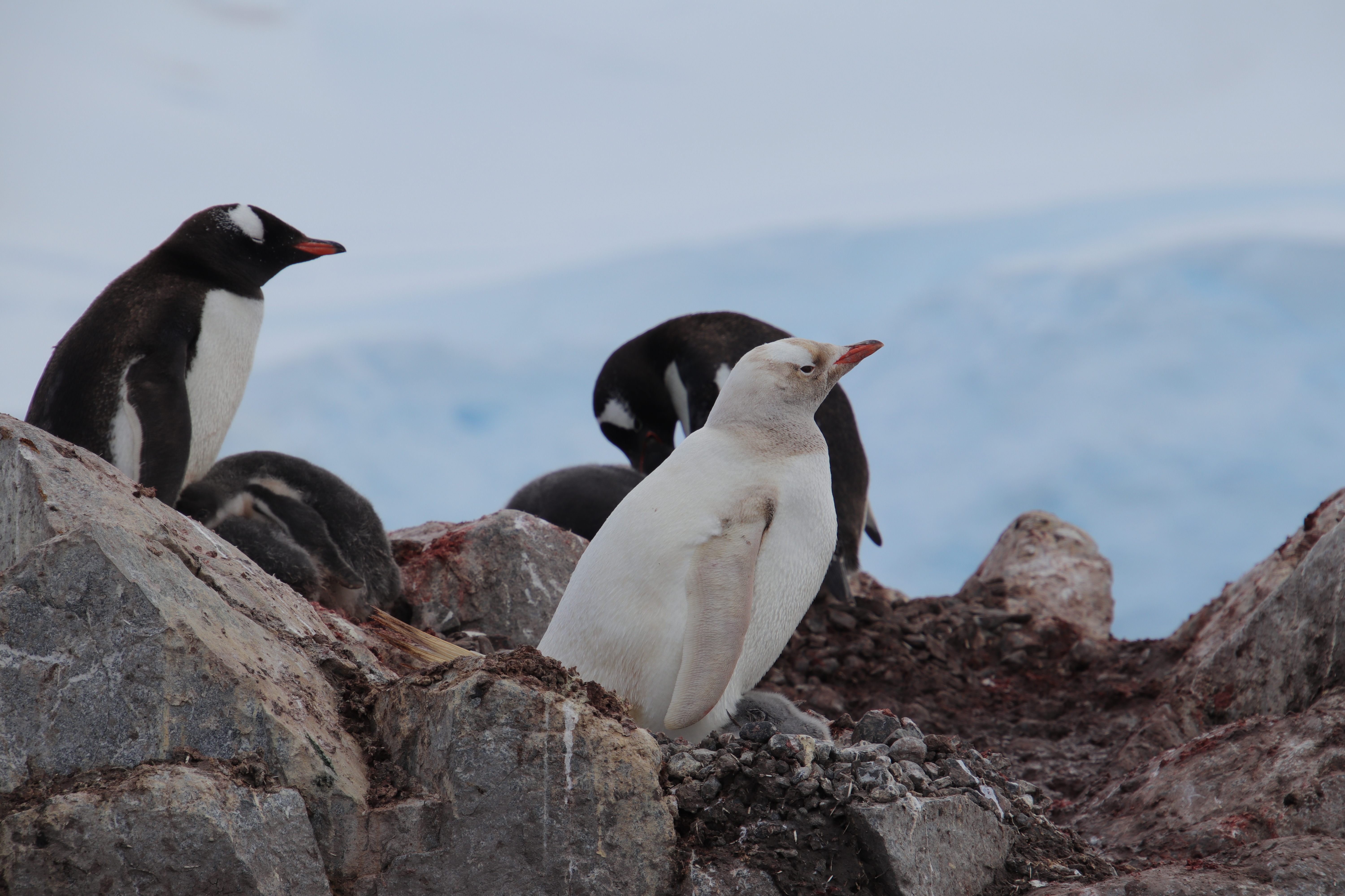 Leucistic Gentoo penguin