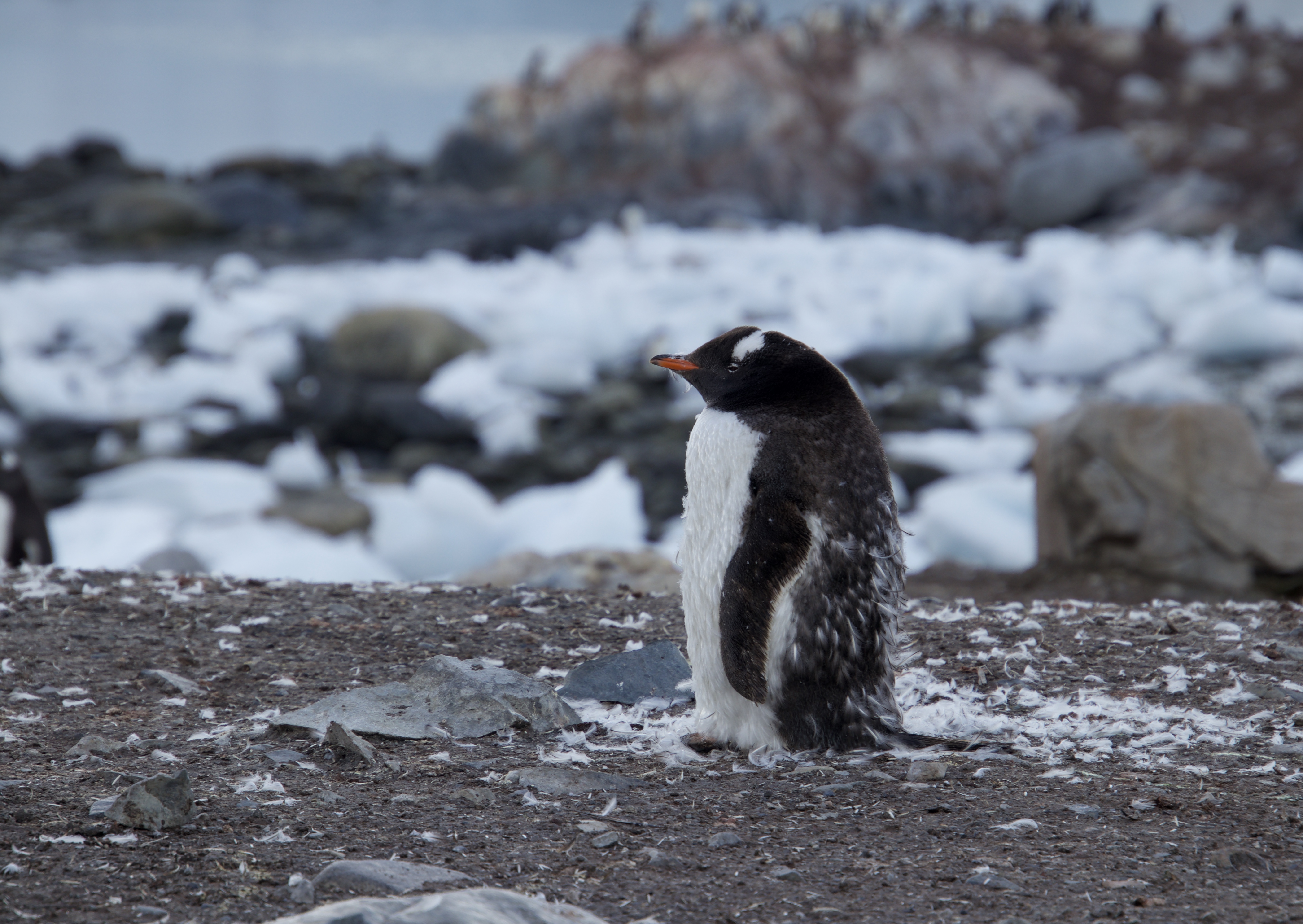 Molting Gentoo