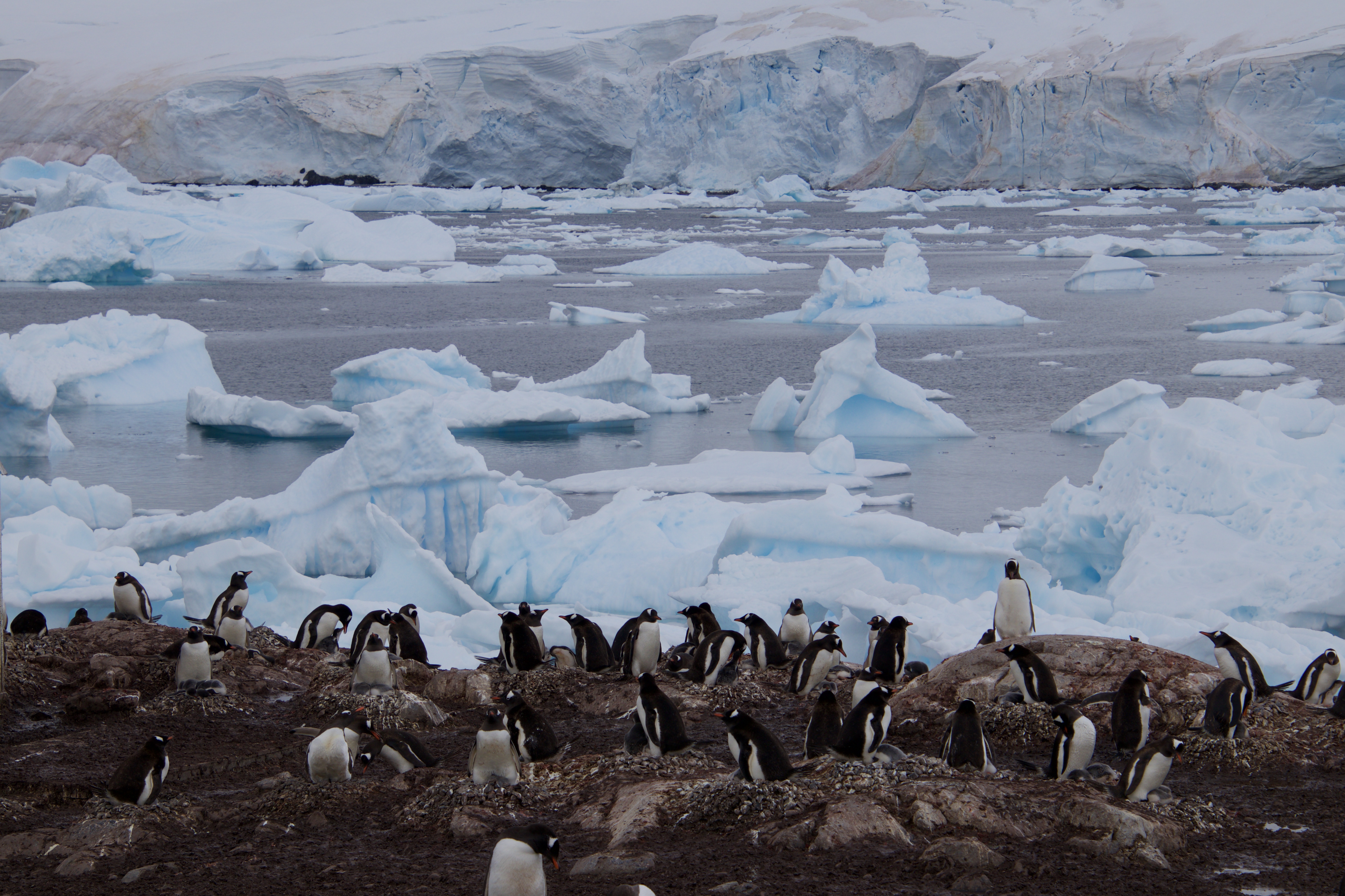 Gentoo penguins and ice