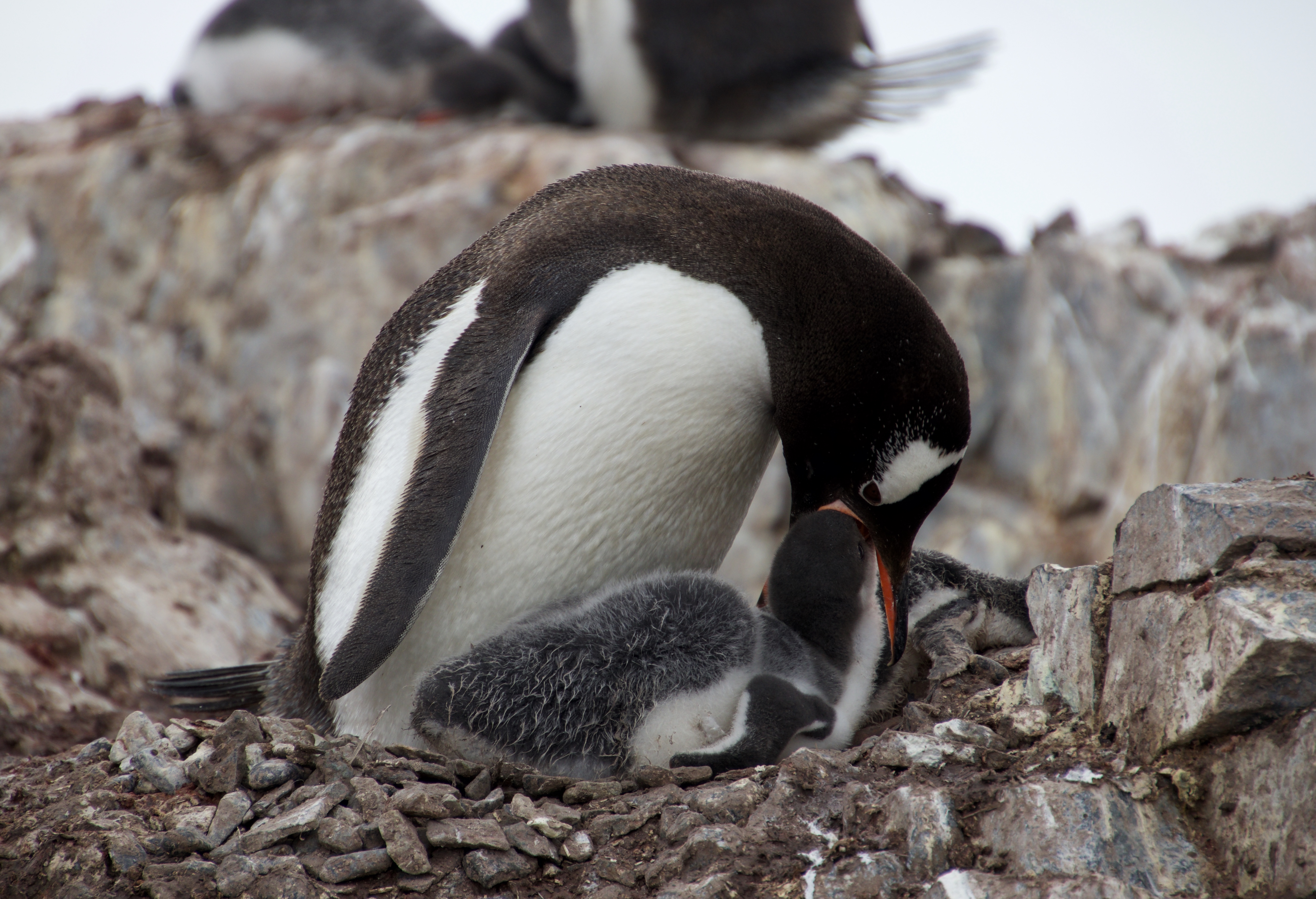 Gentoo feeding chick