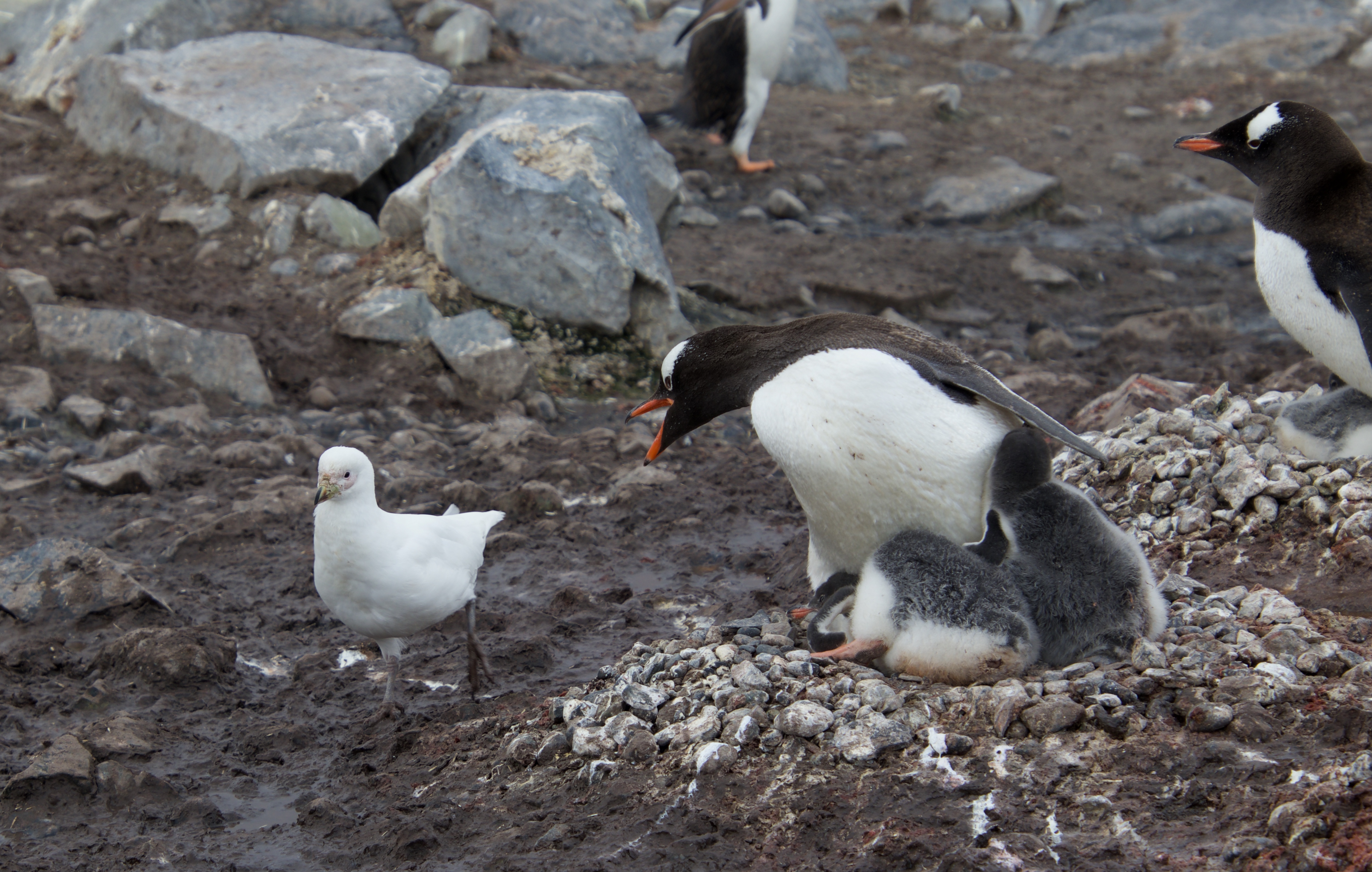 Gentoo protecting chicks