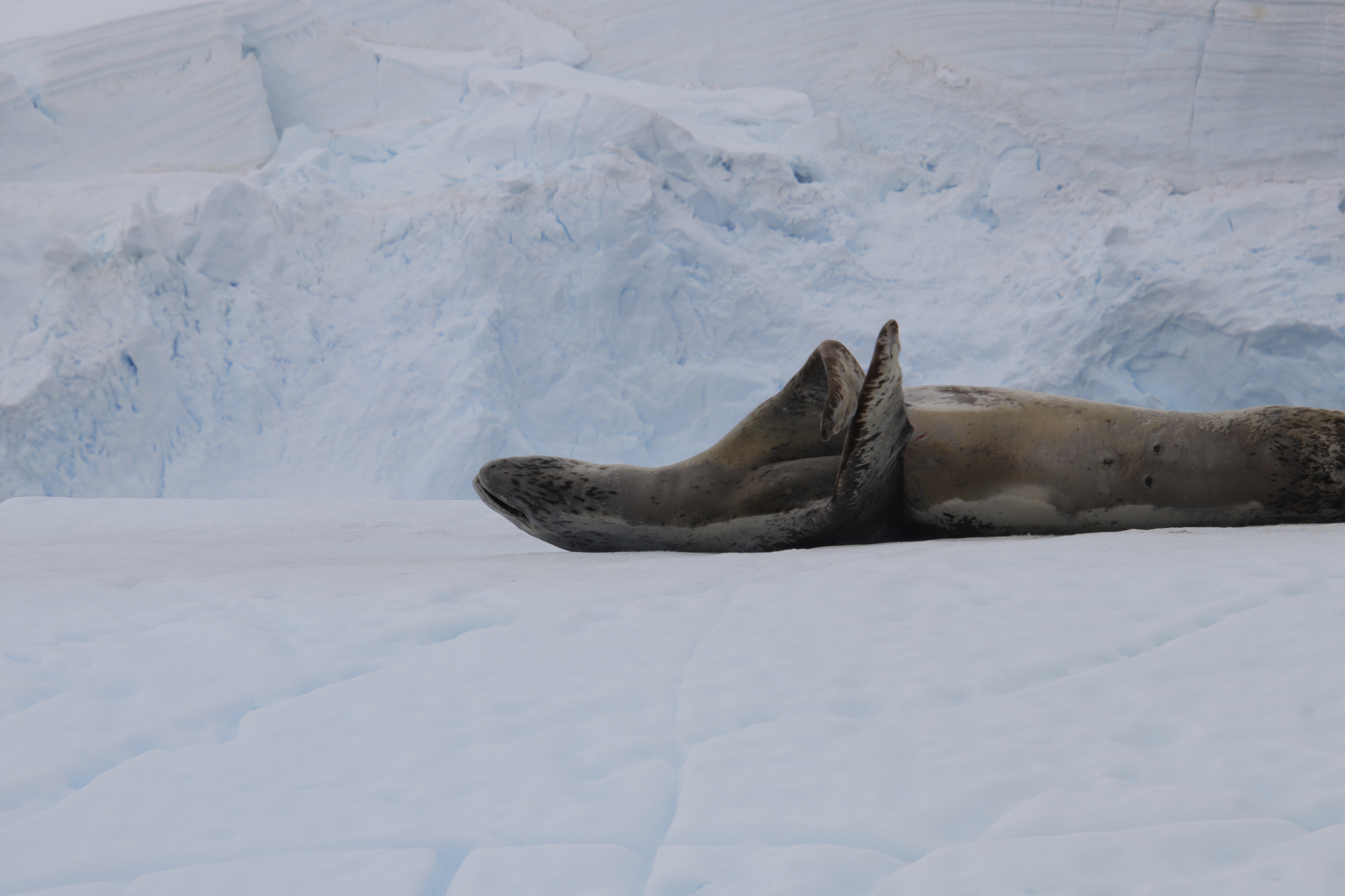 Leopard seal