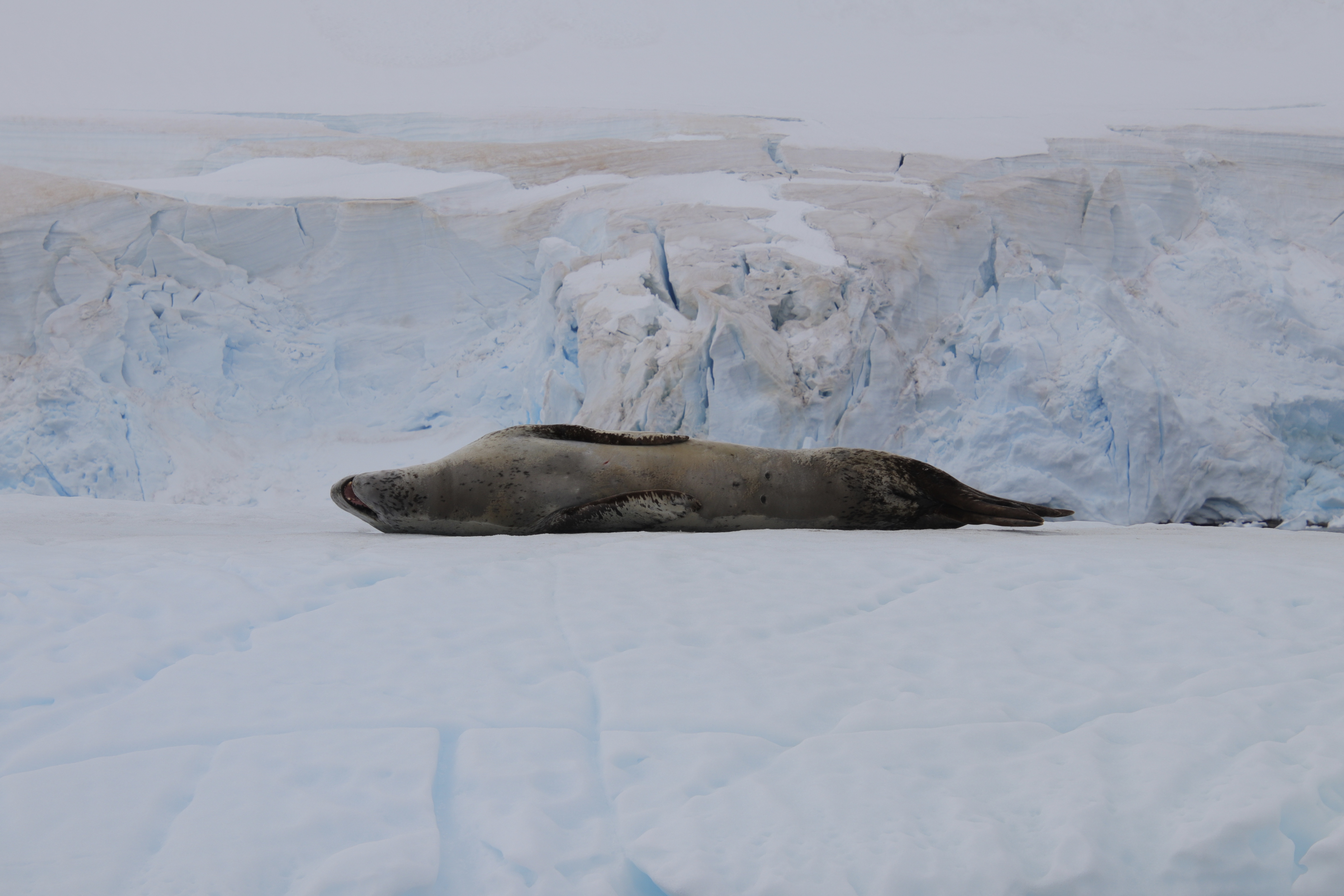 Leopard seal