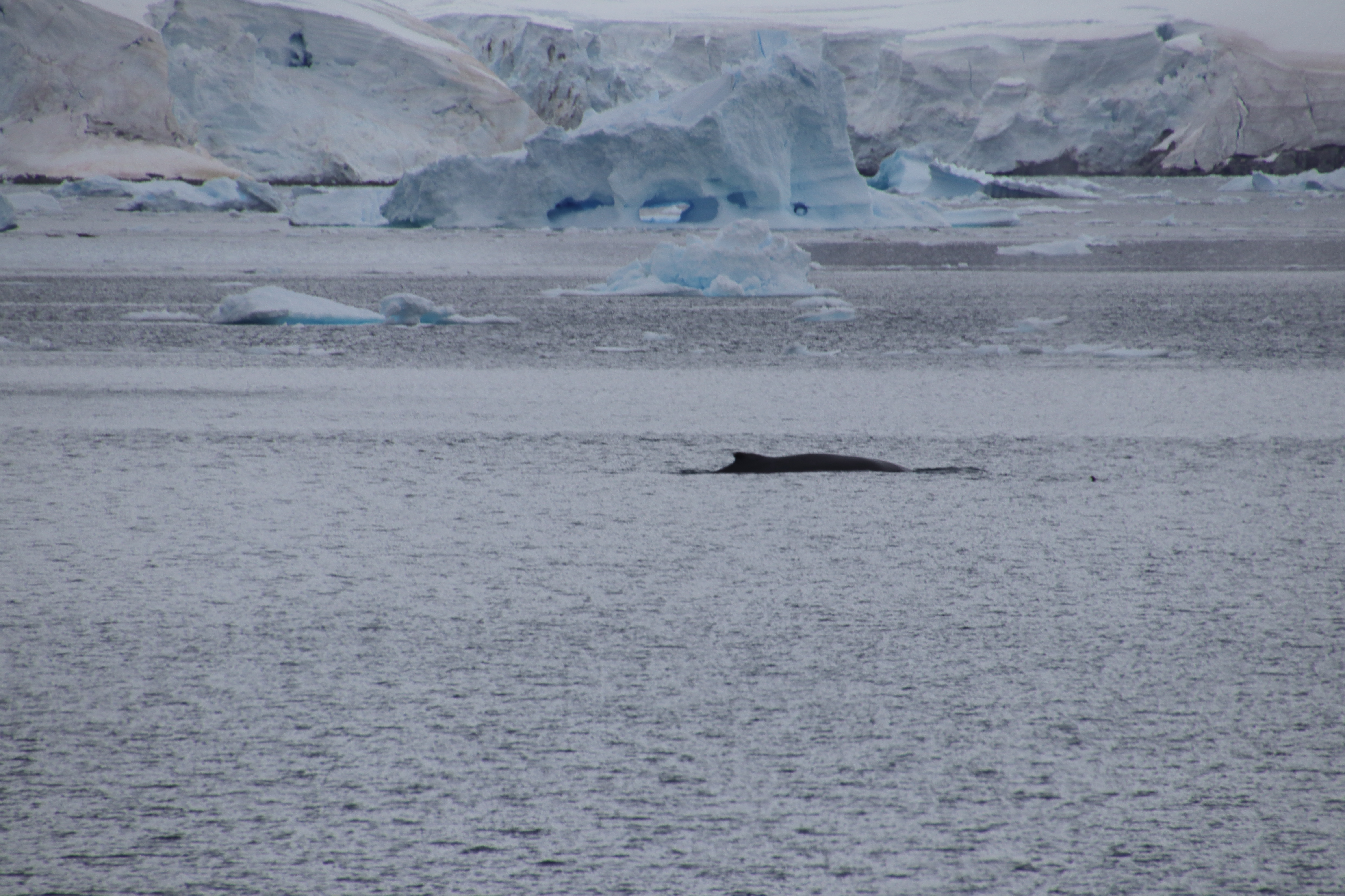 Humpback whale