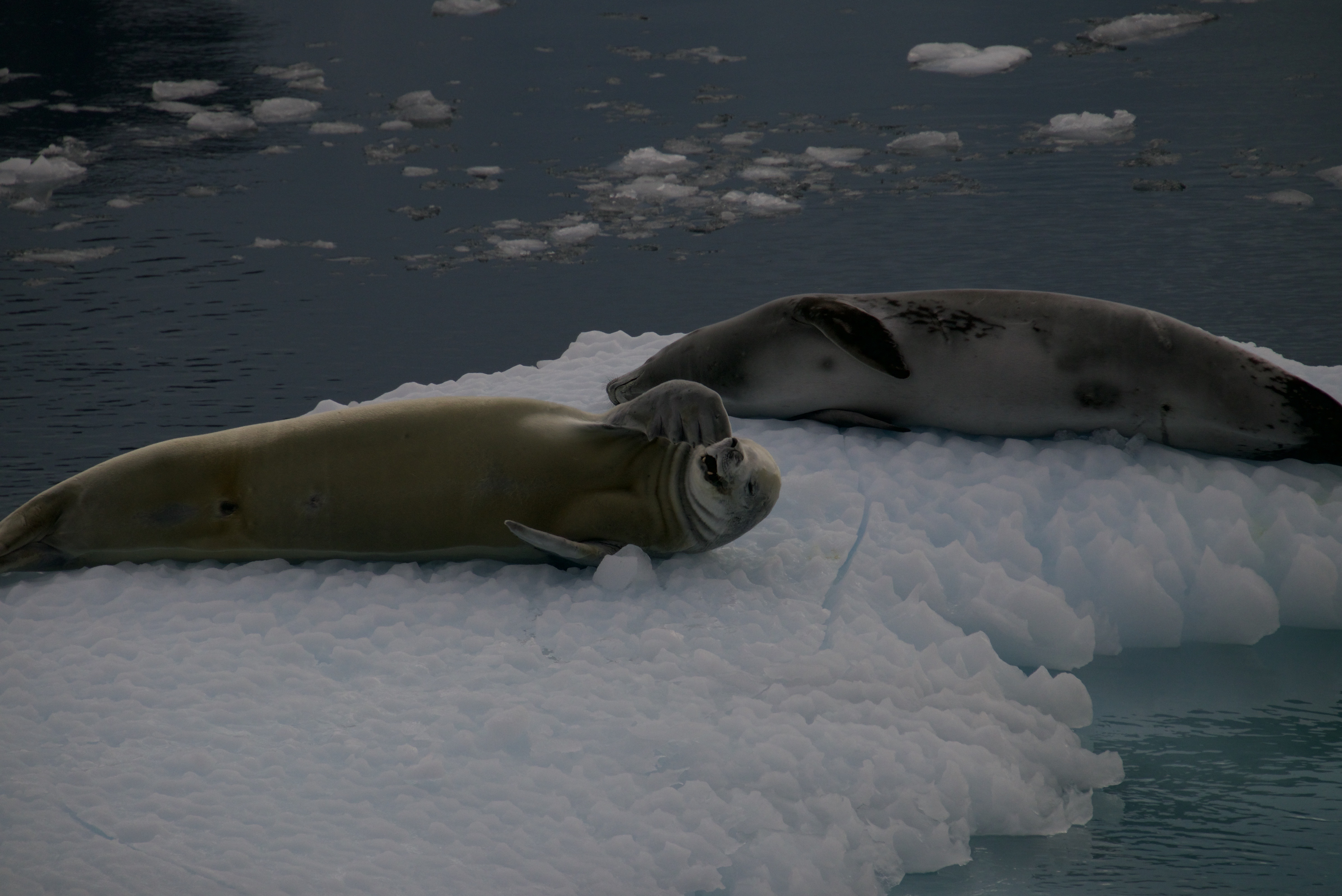 Crabeater seals