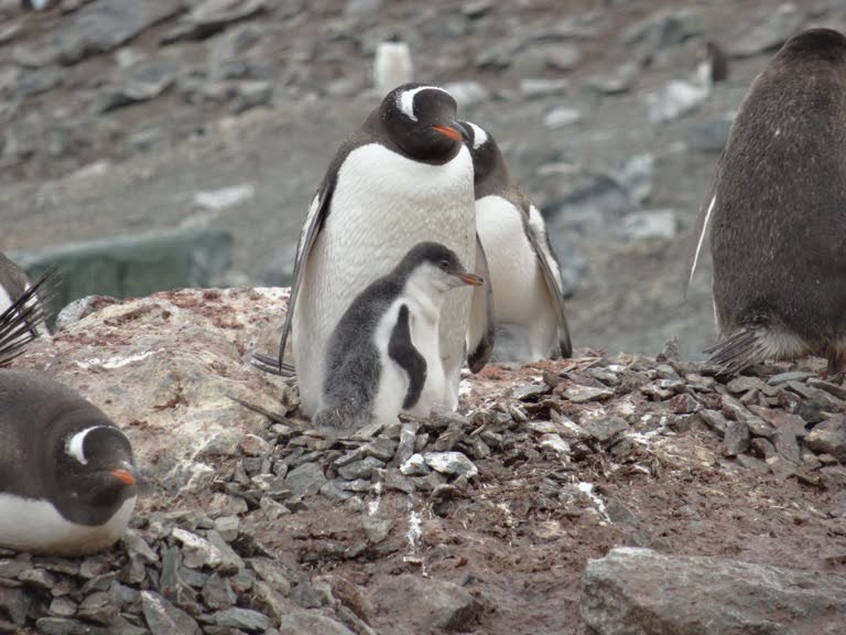 Gentoo penguin with chick