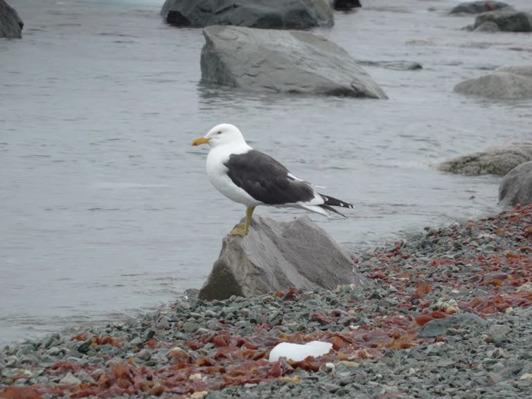 Kelp gull