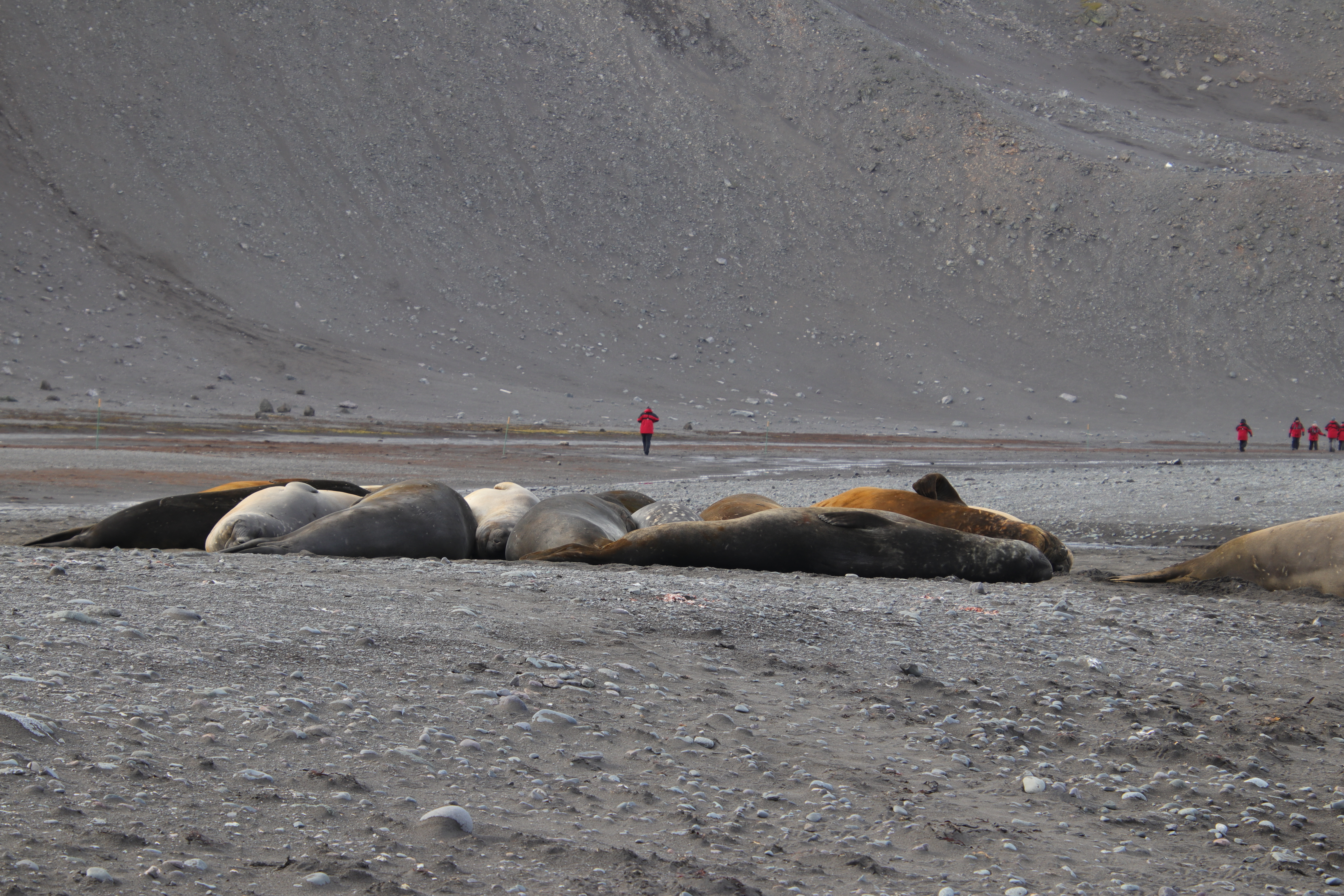 Elephant seals