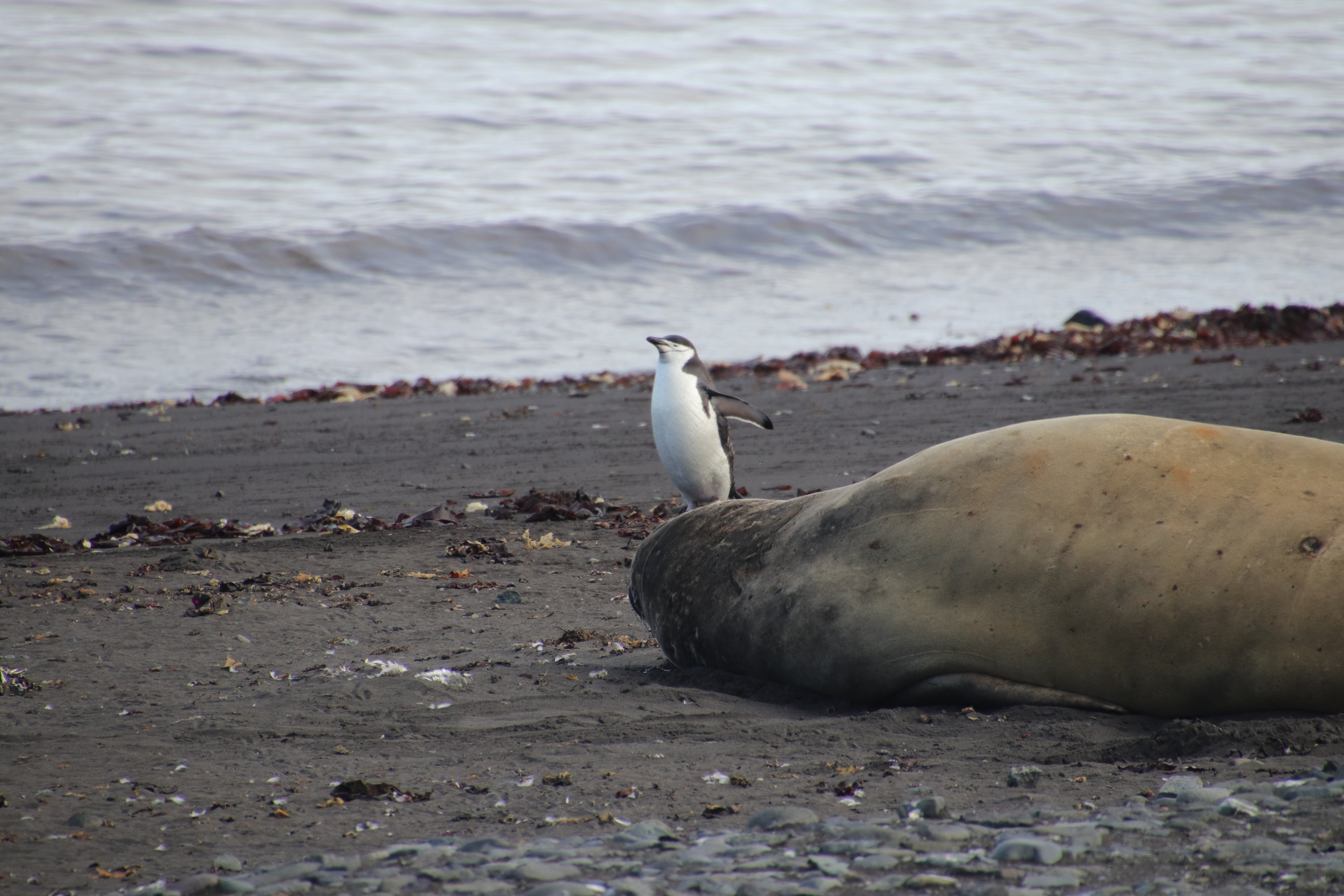 Chinstrap penguin walking by elephant seal