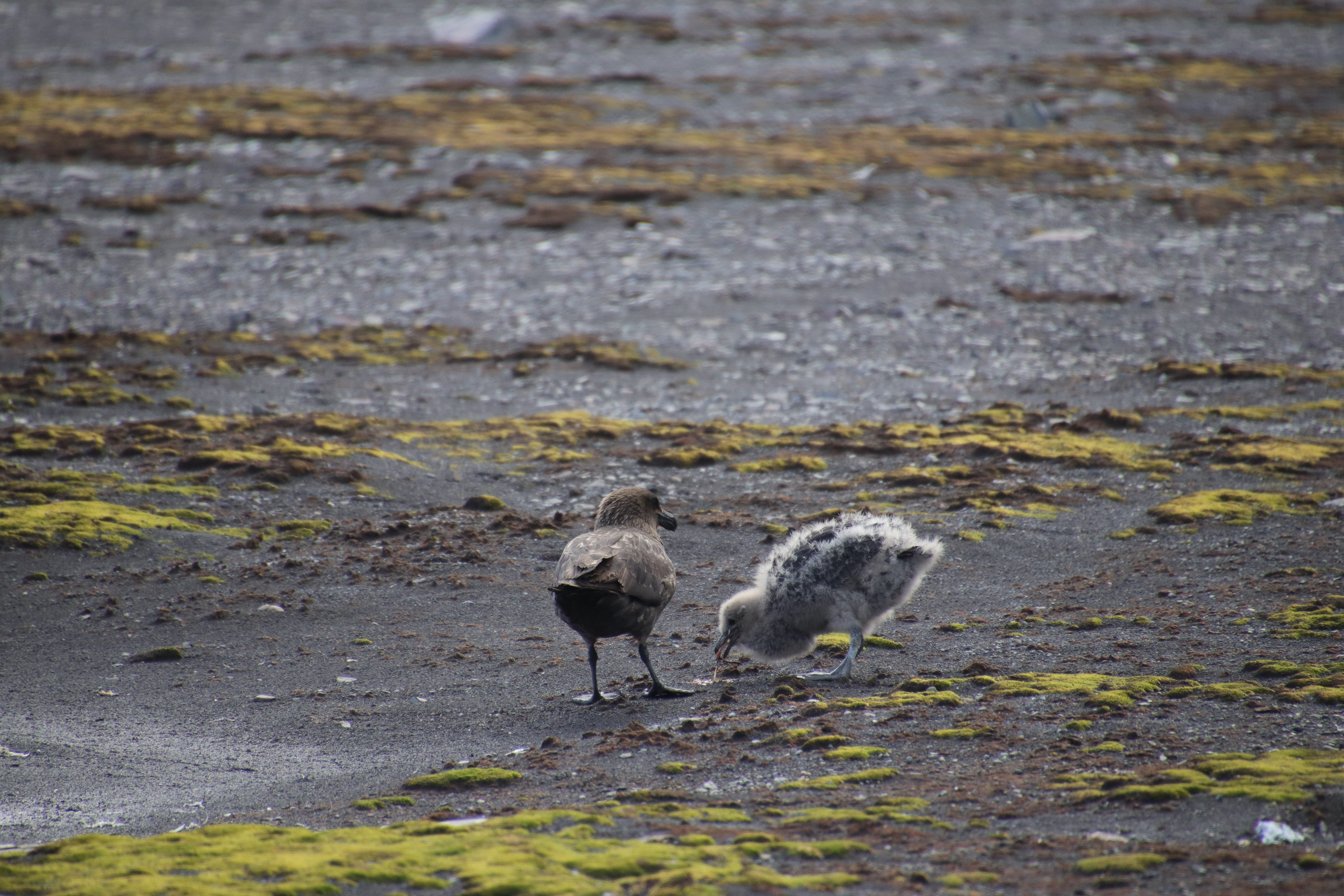 Skua and chick